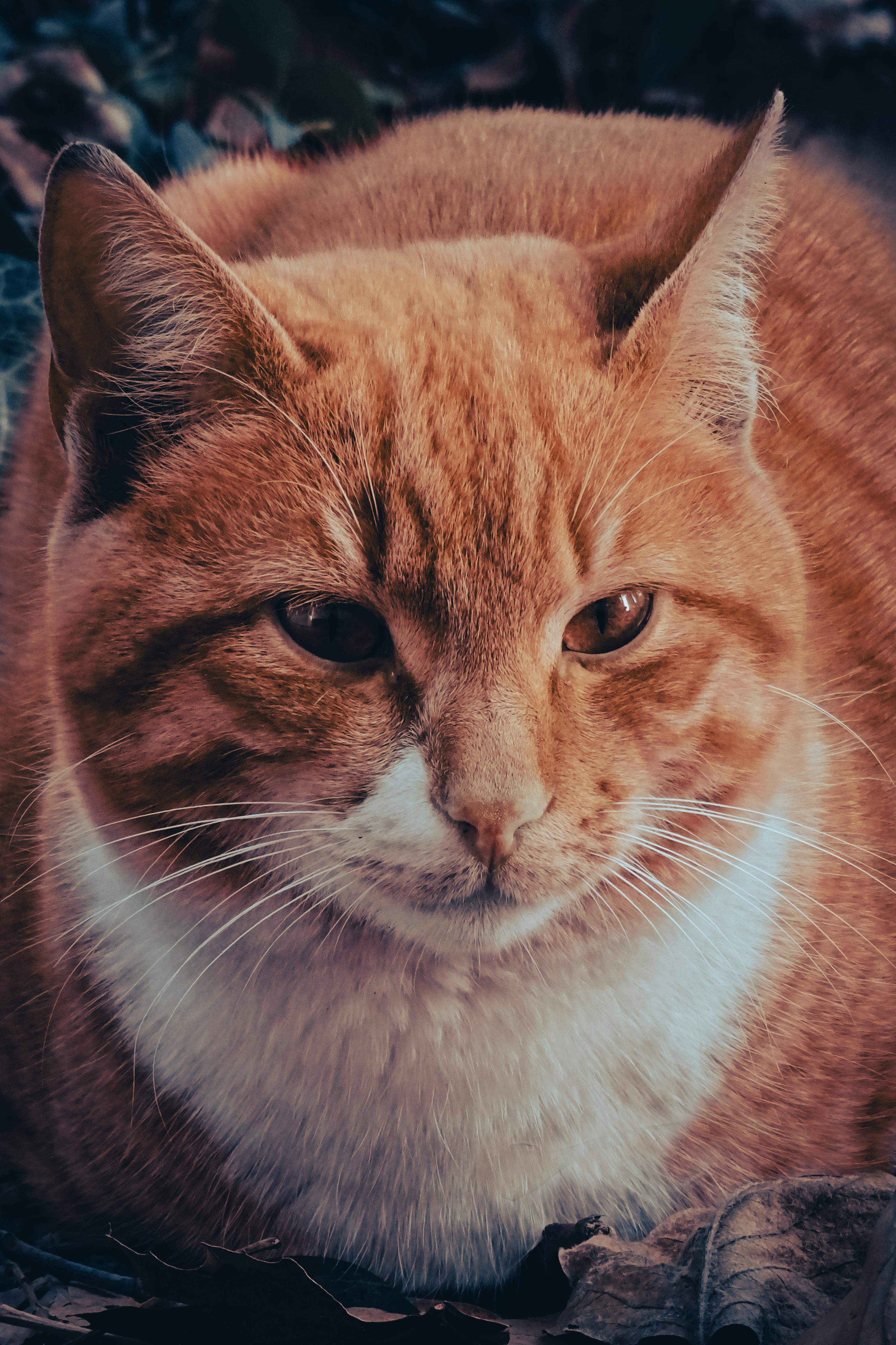 Portrait of a Brown Cat · Free