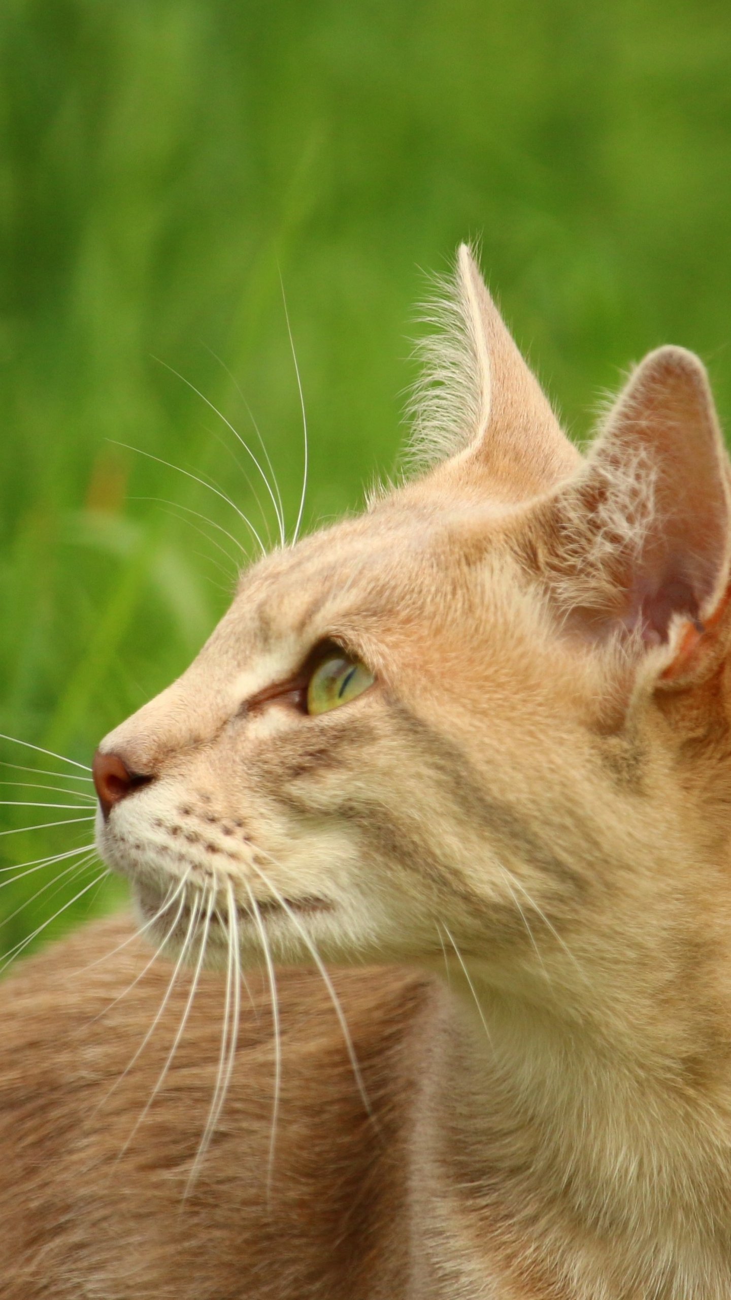 Orange Cat in Grass Wallpaper