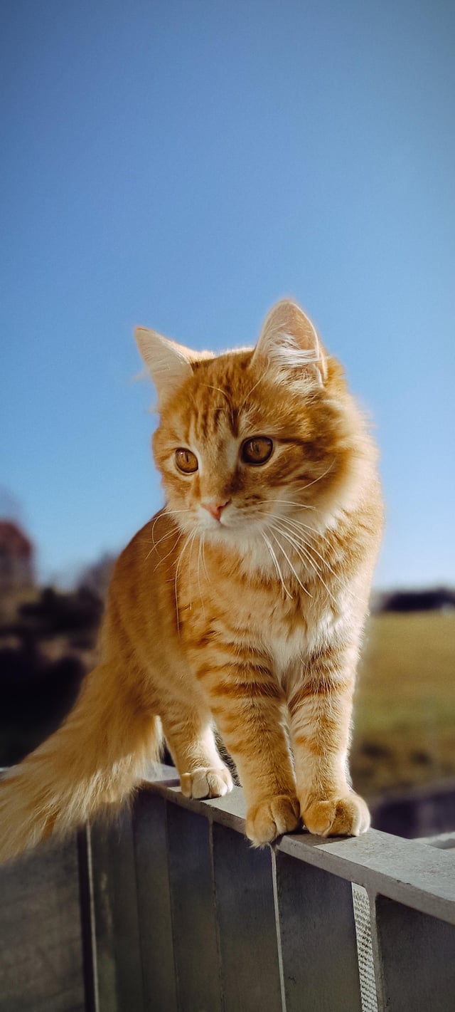 My Tiger is enjoying the sun