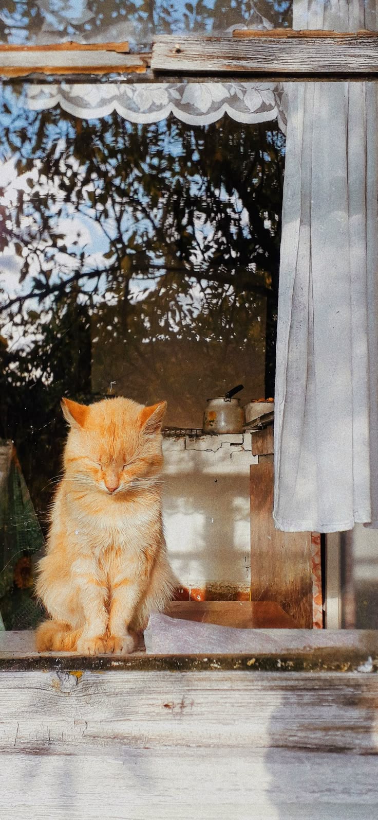 Cute Cat iPhone Wallpaper