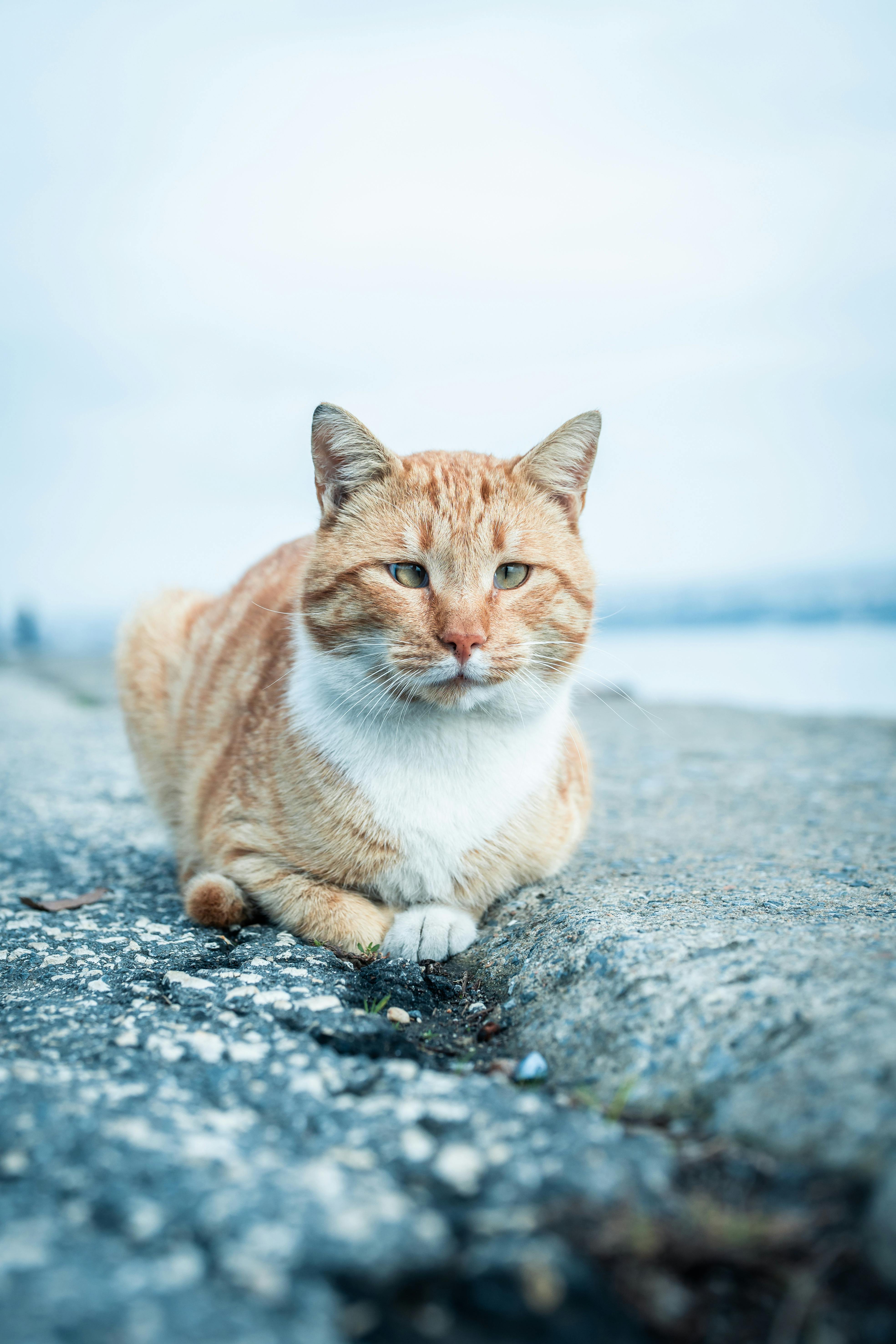 Cat on Pavement · Free