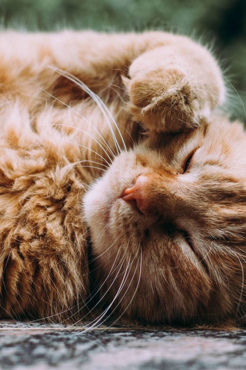 How do cats contribute to your health