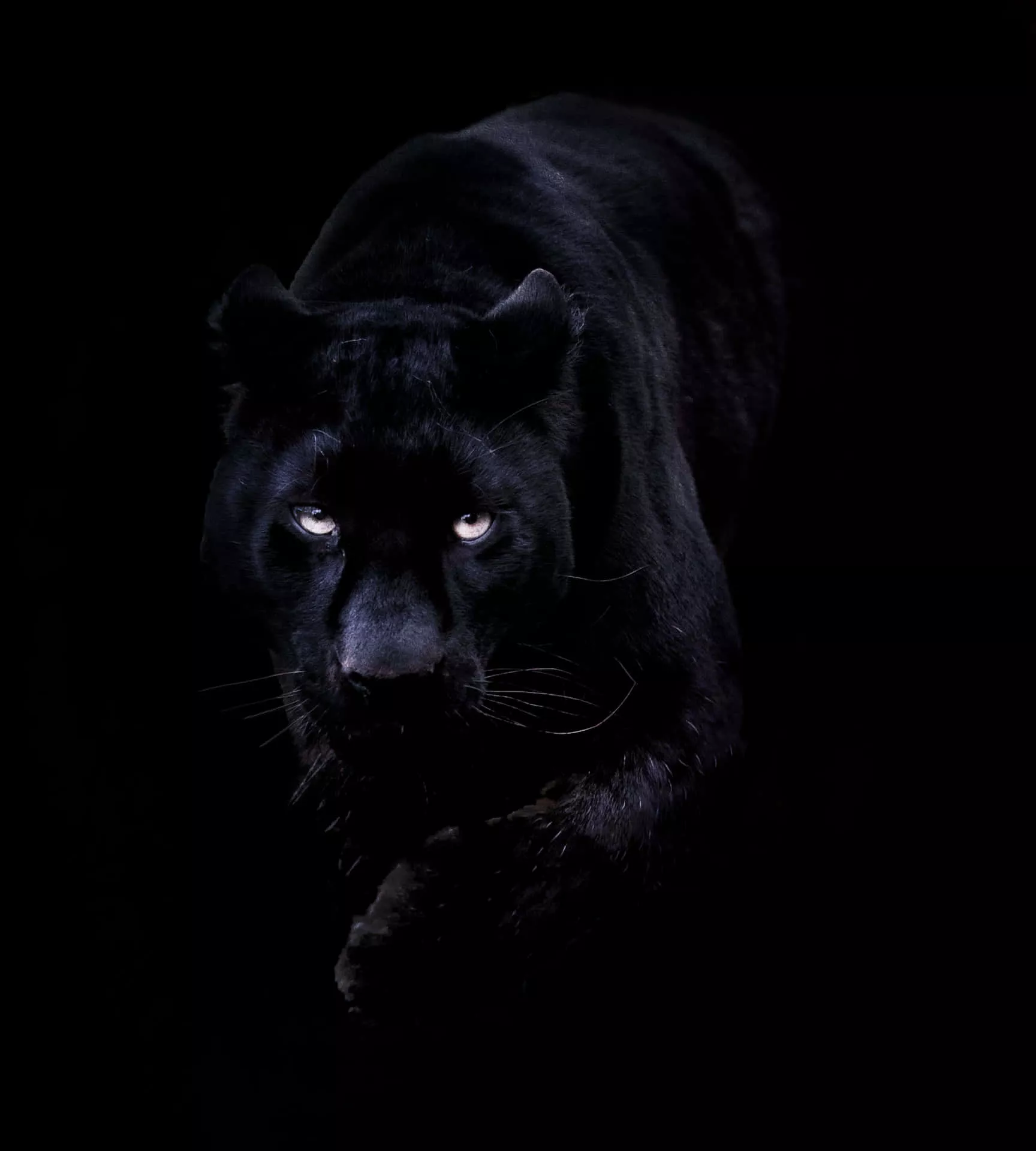 Black Jaguar Wallpaper