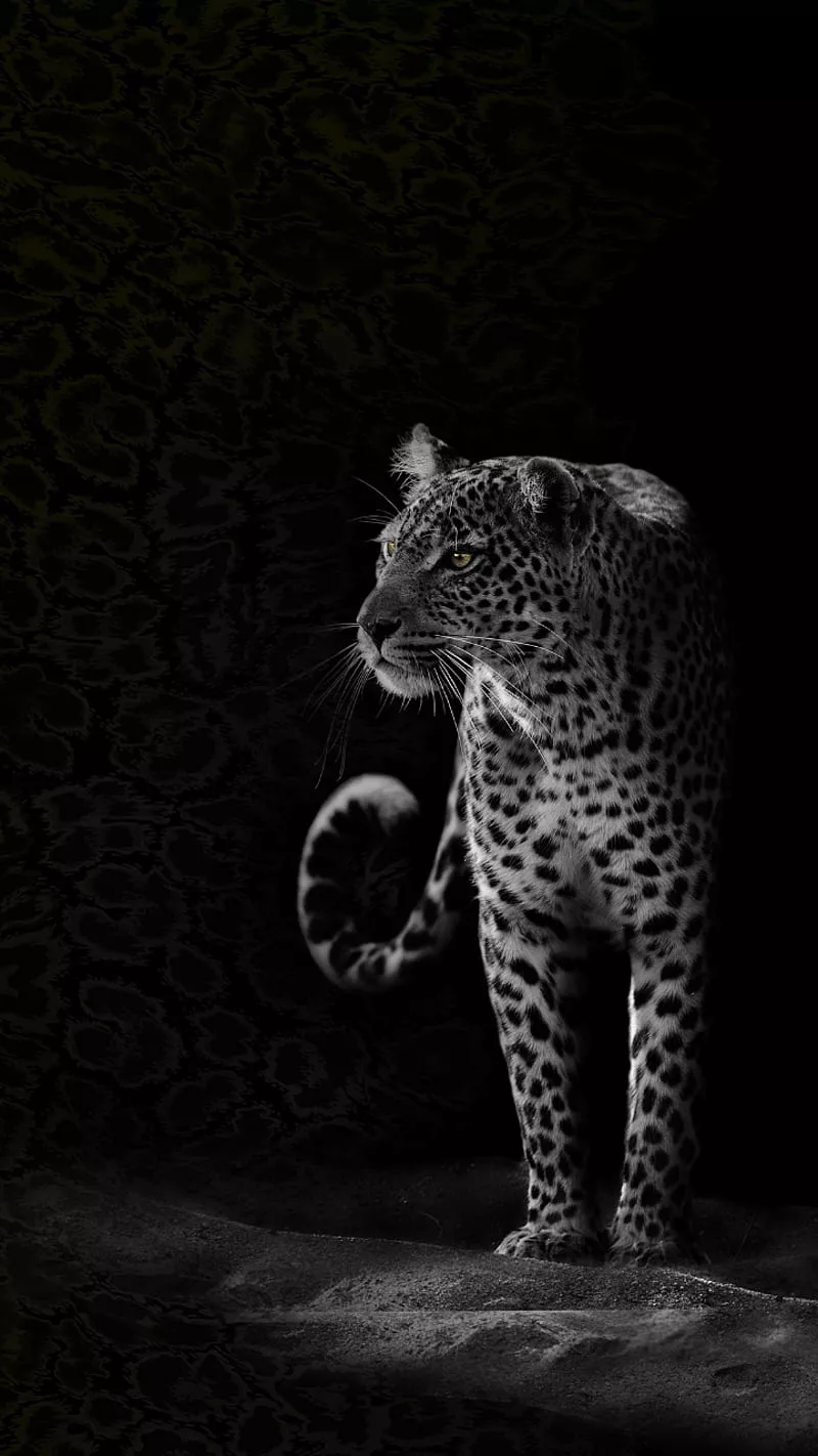 Black, cats, jaguar, HD phone wallpaper