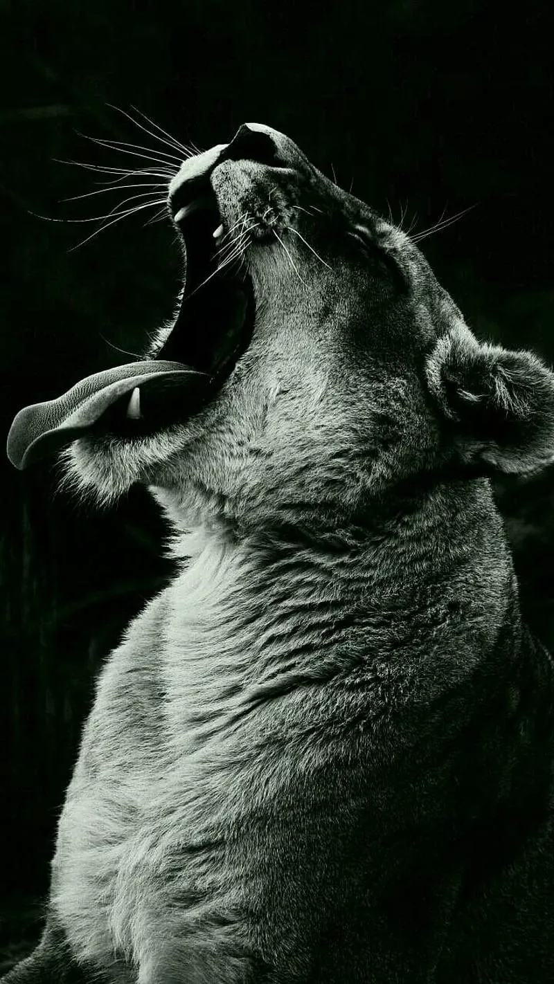 Jaguar, black, lion, tiger, HD phone