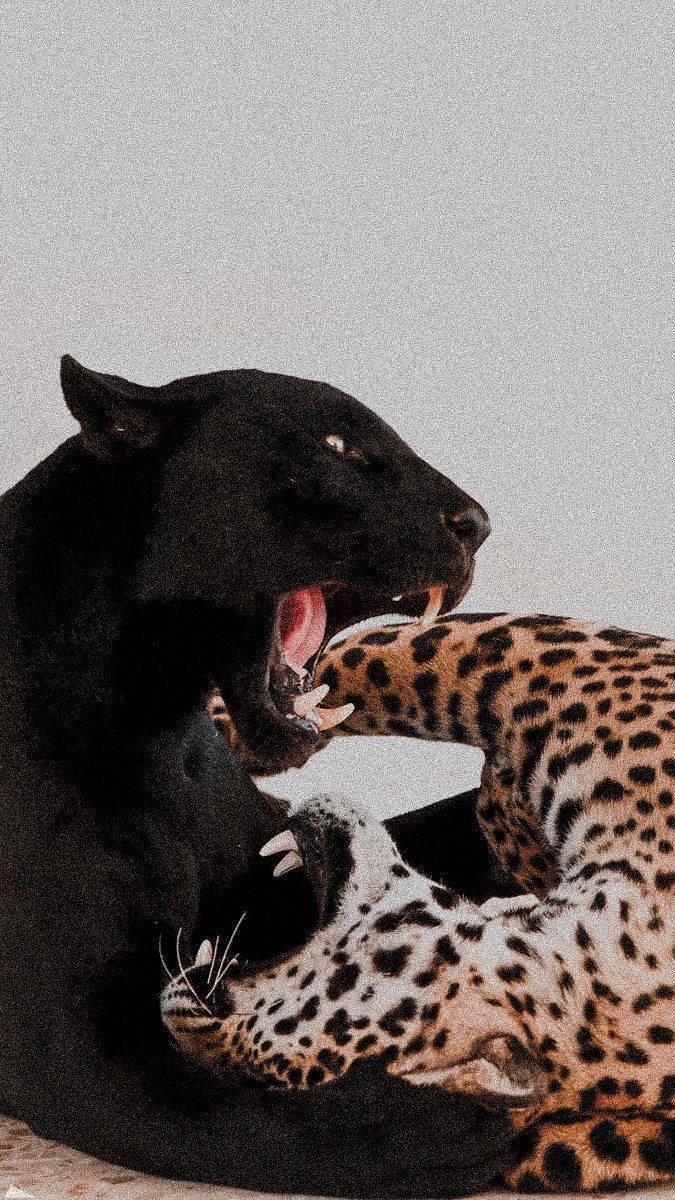 Cute animals, Black jaguar, Feline