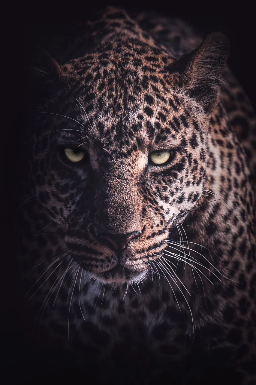 Download Leopard, Predator, Cheetah