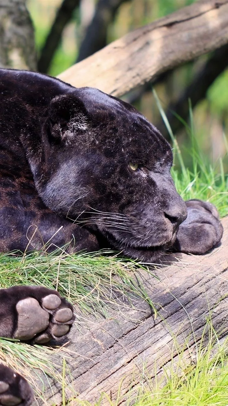 Black jaguar, panther, predator, rest