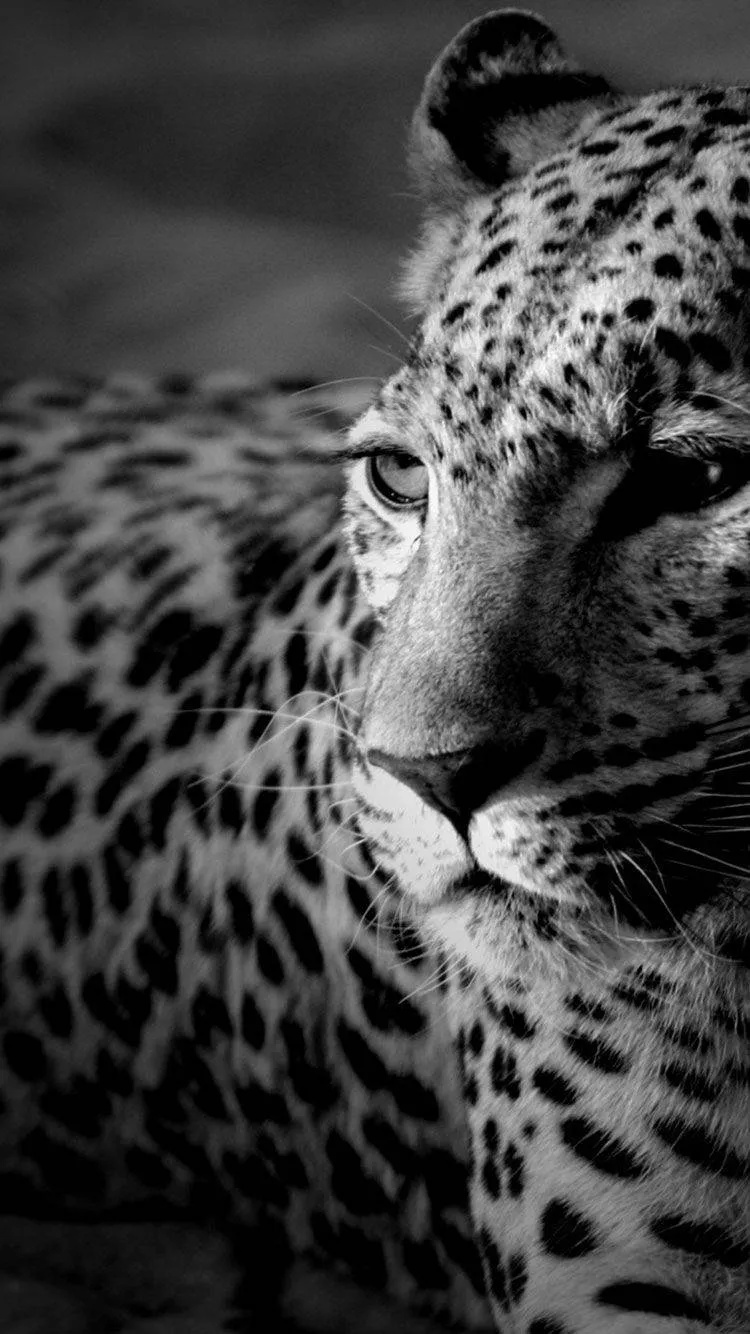 White iPhone Leopard Wallpaper