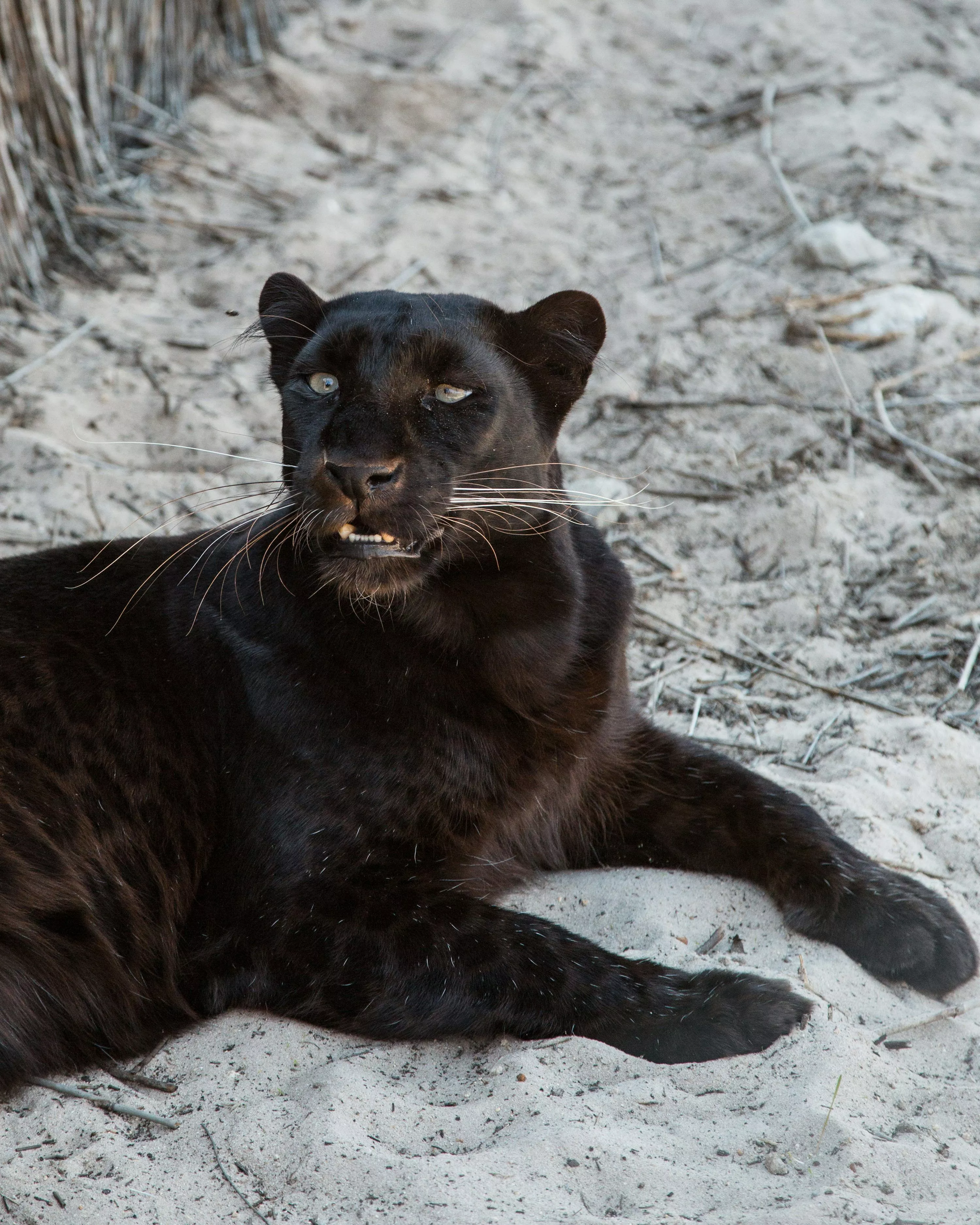 Black Jaguar Picture. Download