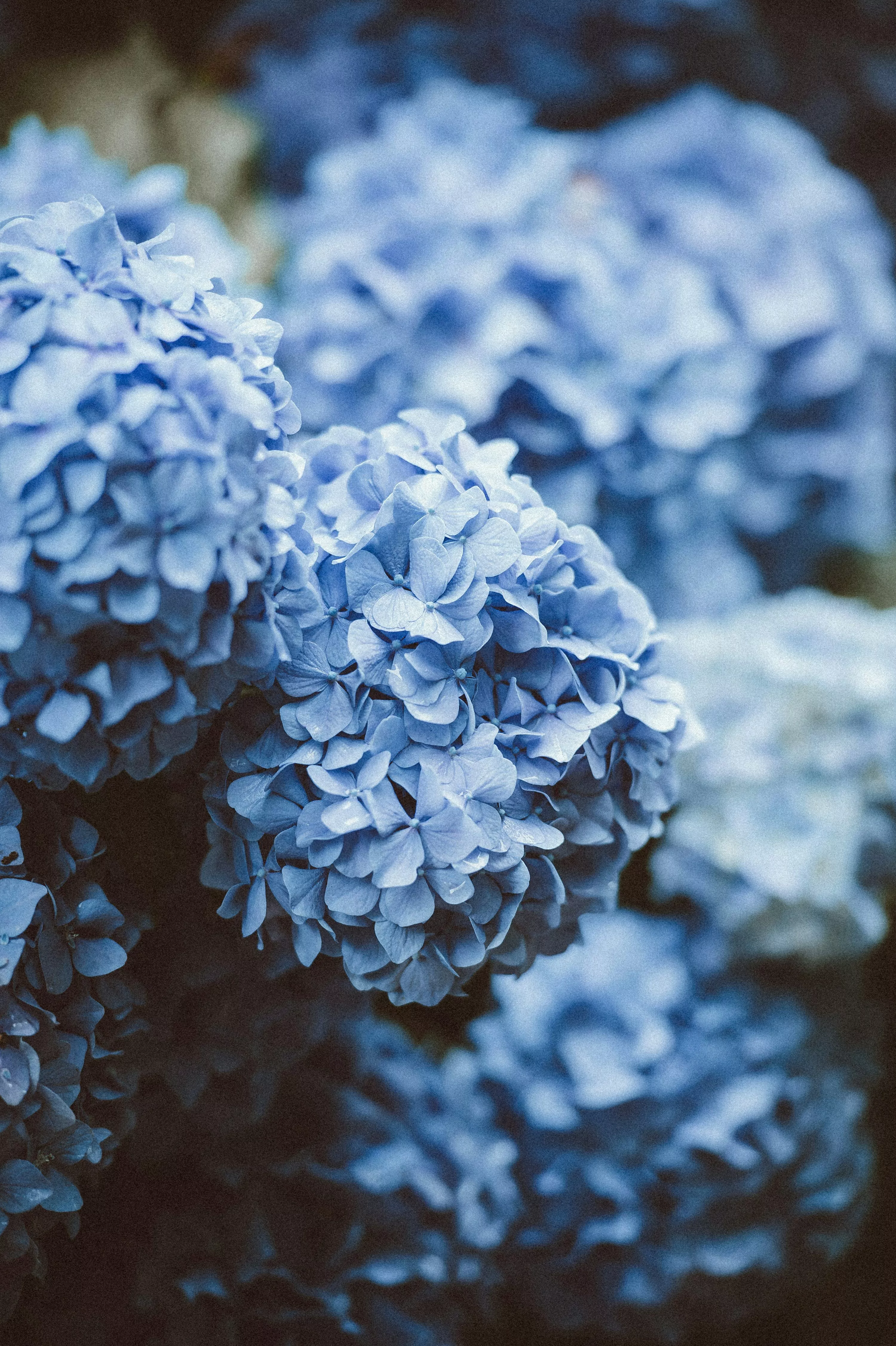 Hydrangea Picture [HQ]. Download