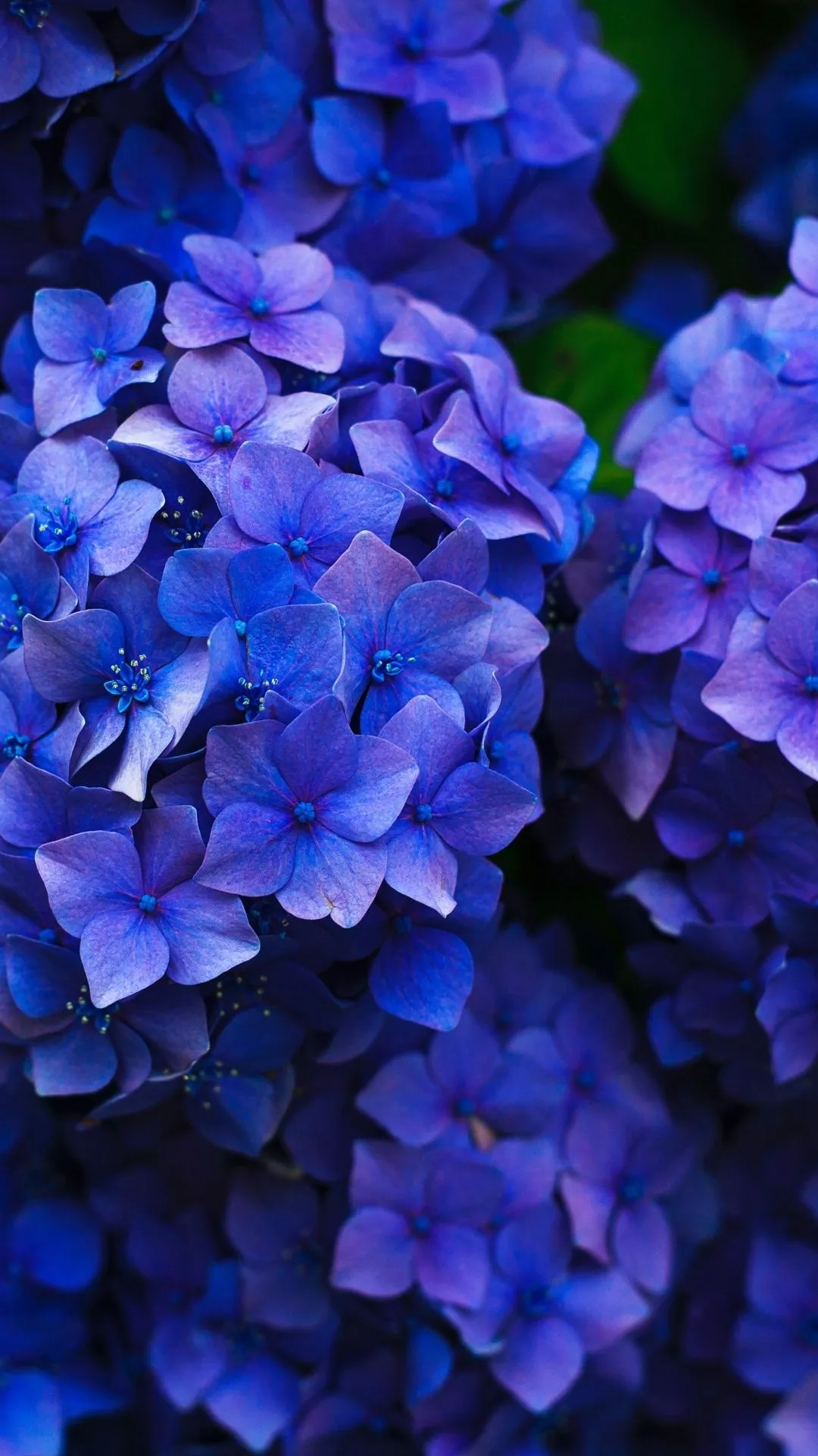 Hydrangea Wallpaper
