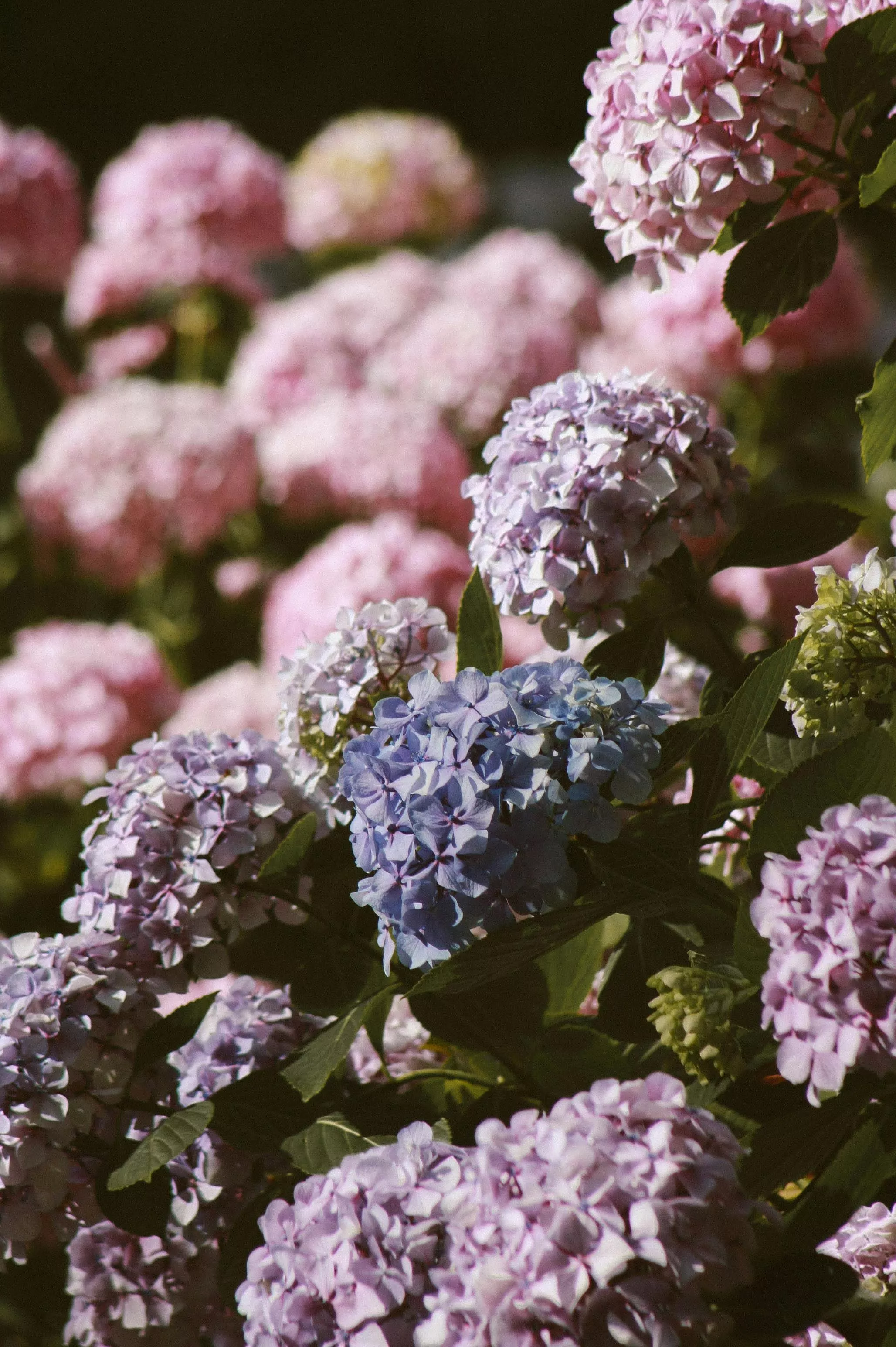Hydrangea Photo, Download The BEST