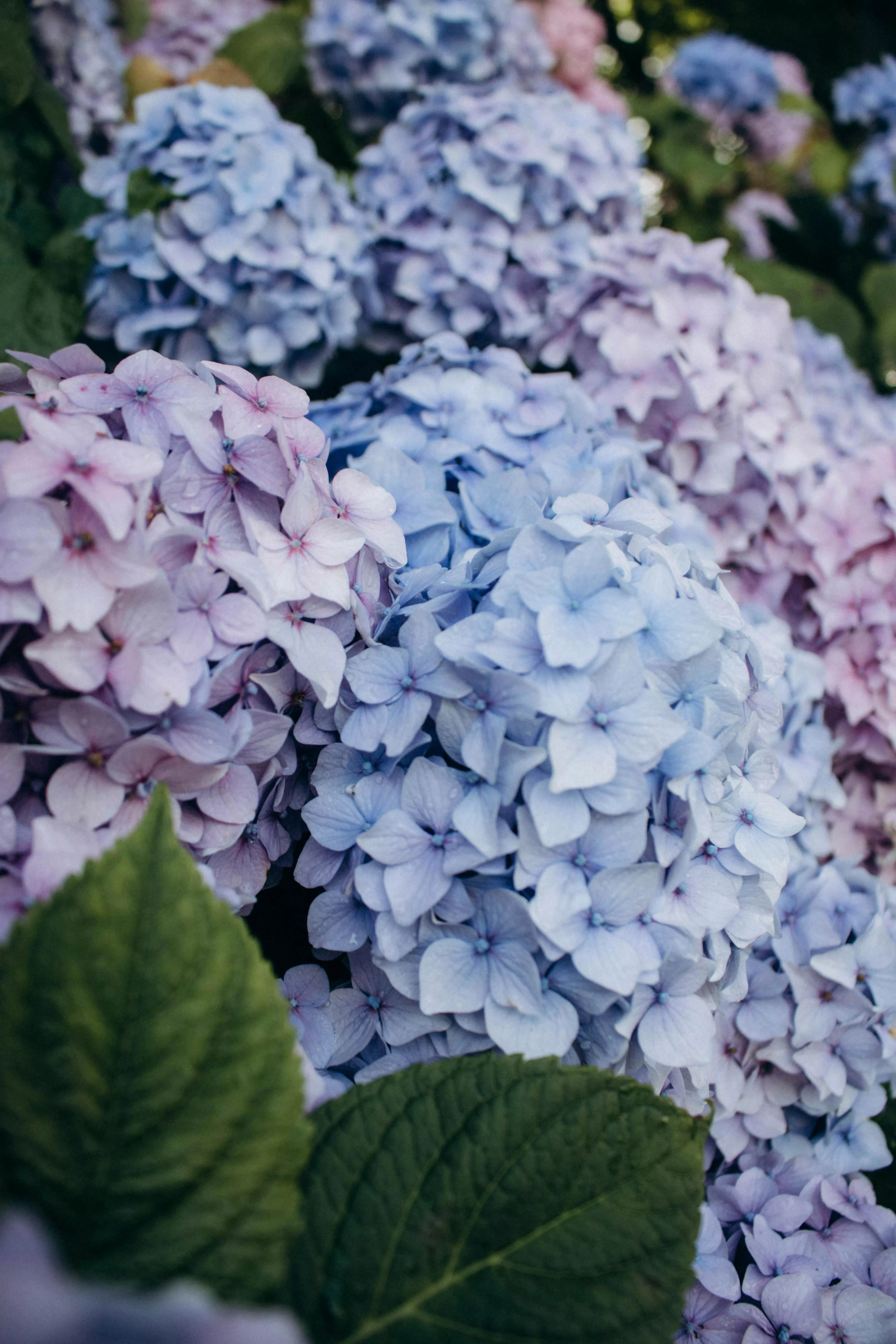 Blue French Hydrangea Flowers in Black