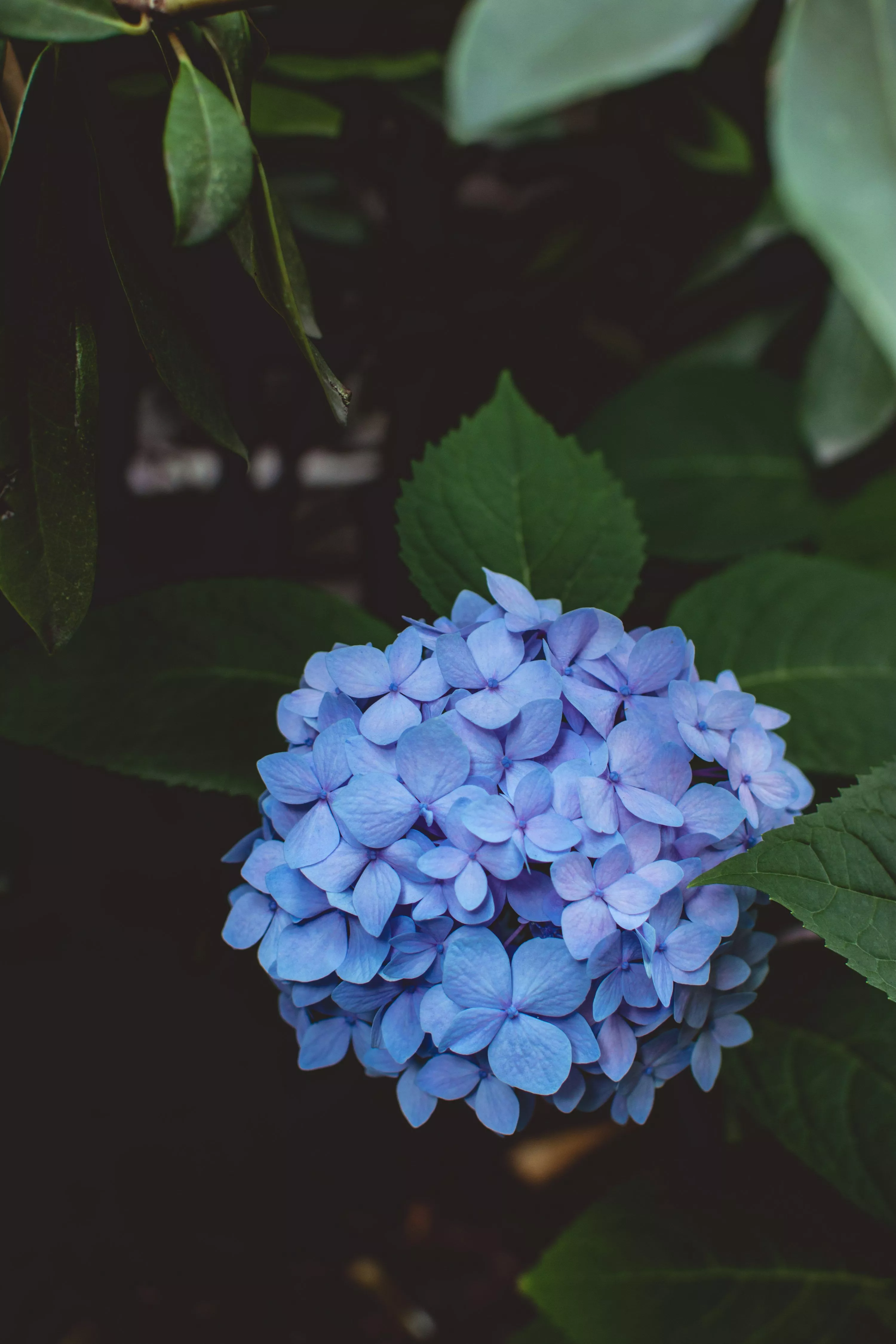 Hydrangea Picture [HQ]. Download