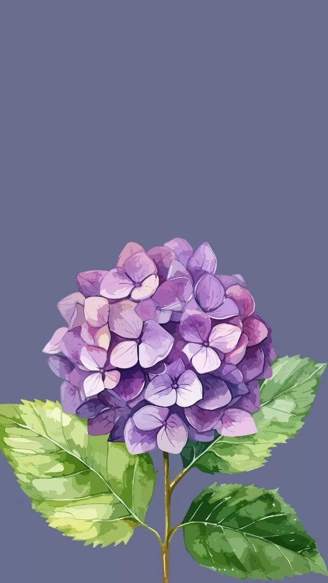Purple Hydrangea Aesthetic