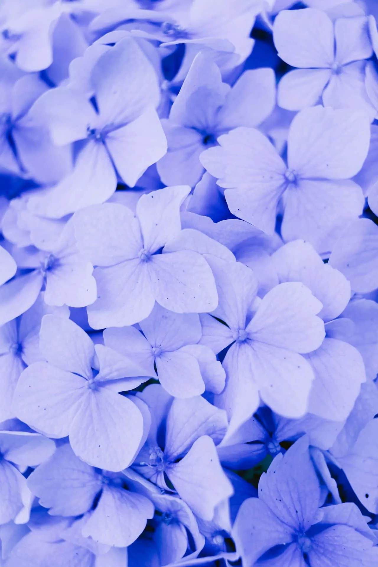 Download free Hydrangea Blue Flowers