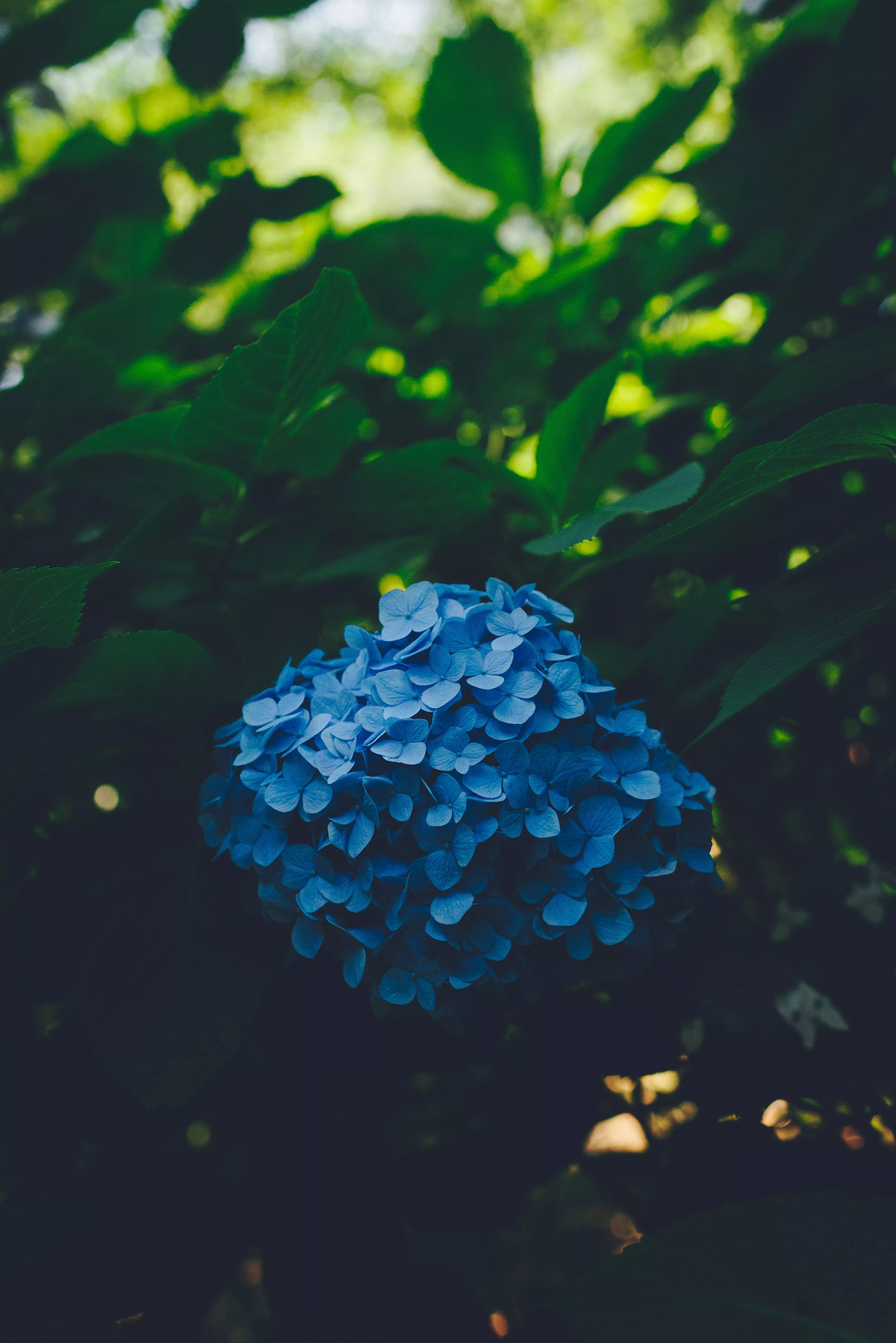Download Hydrangea wallpaper