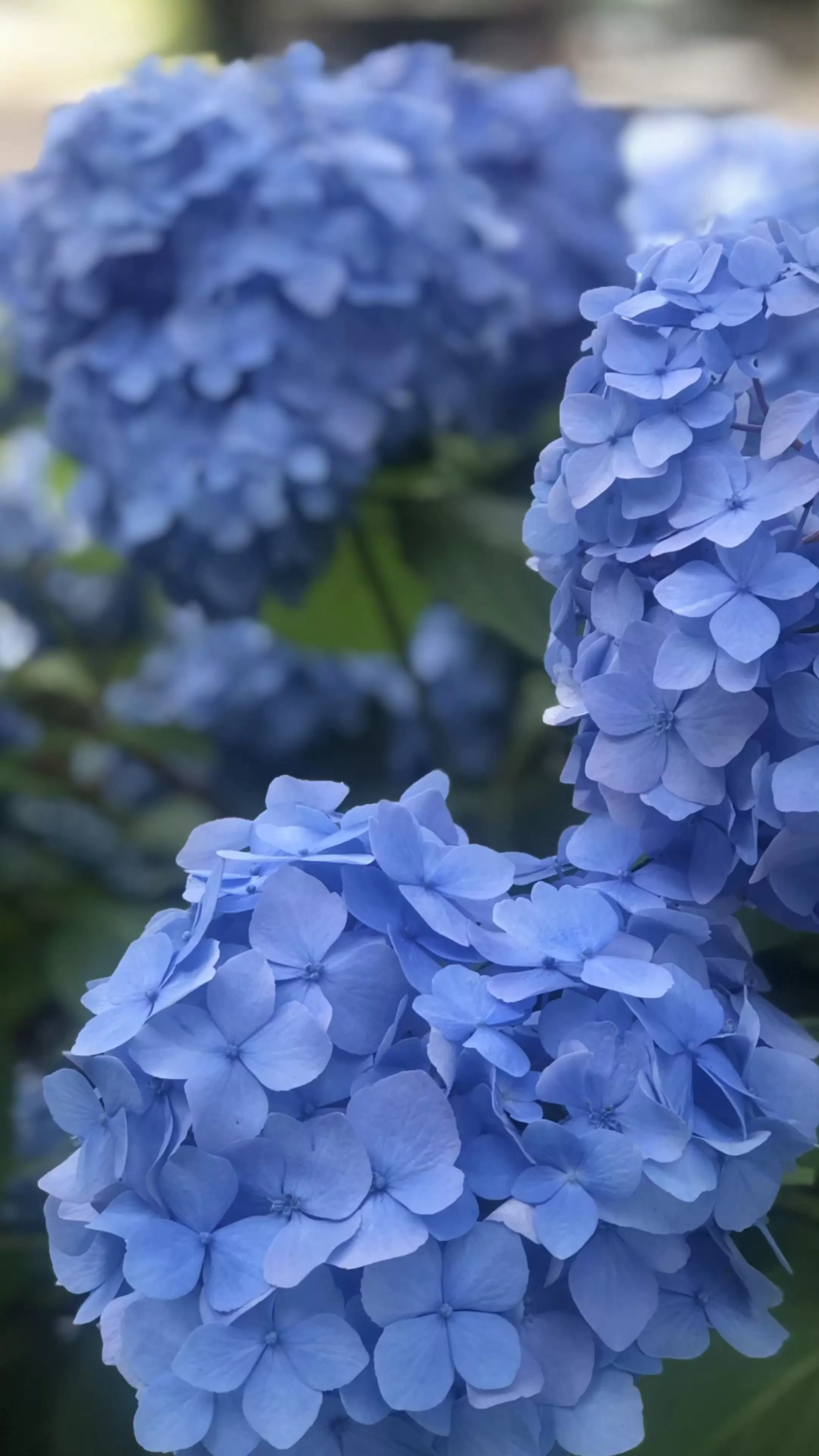 Hydrangea Wallpaper