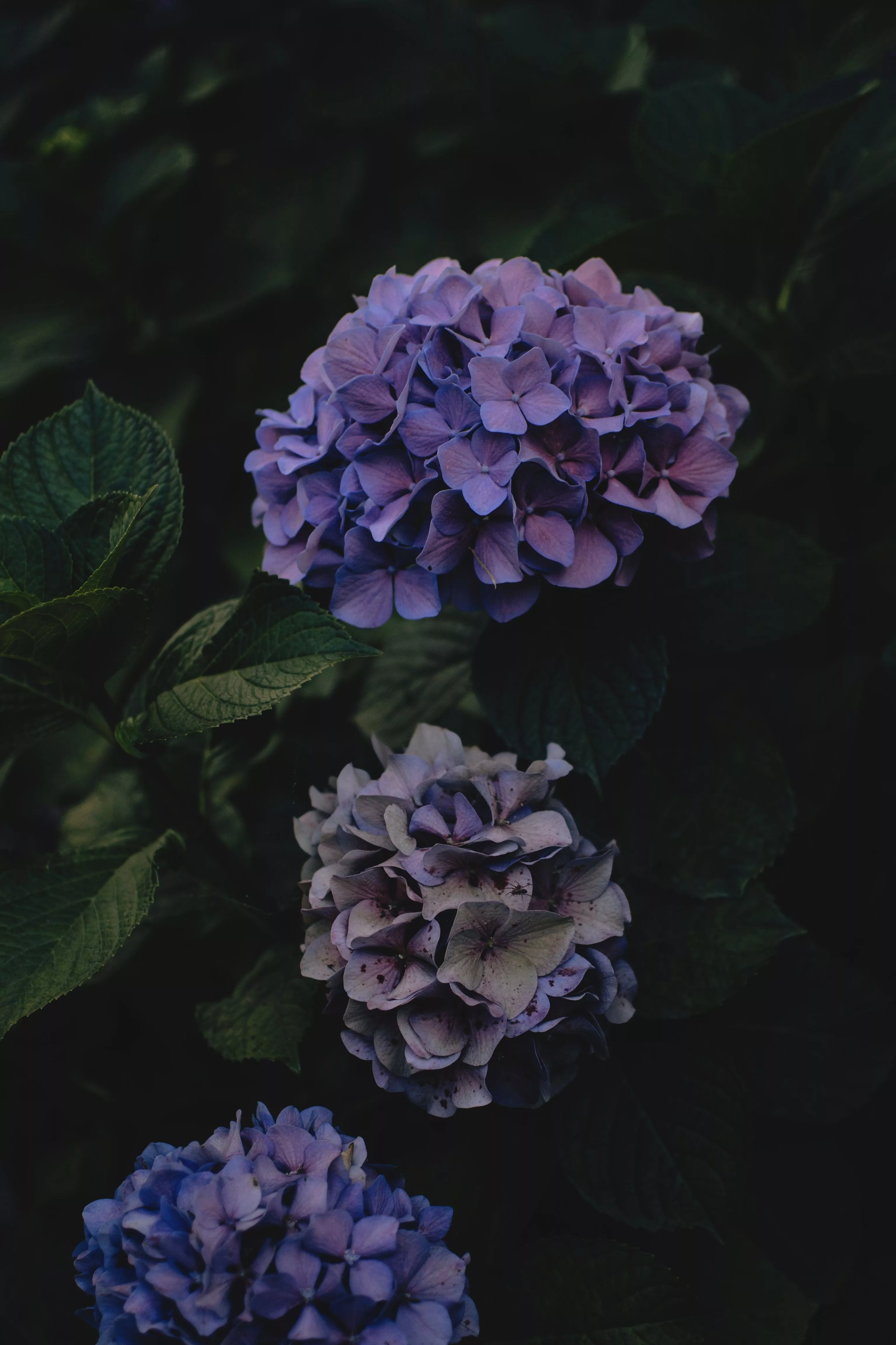 Mobile wallpaper: Hydrangea