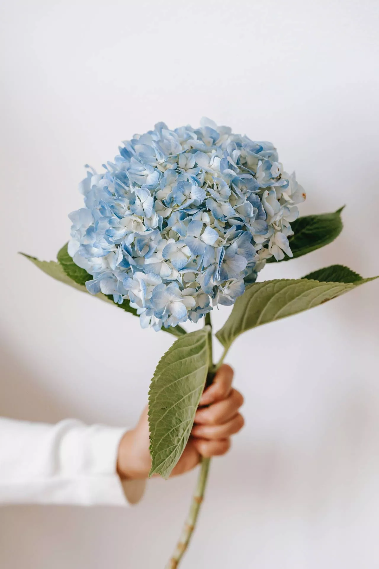 Light Blue Aesthetic Hydrangea