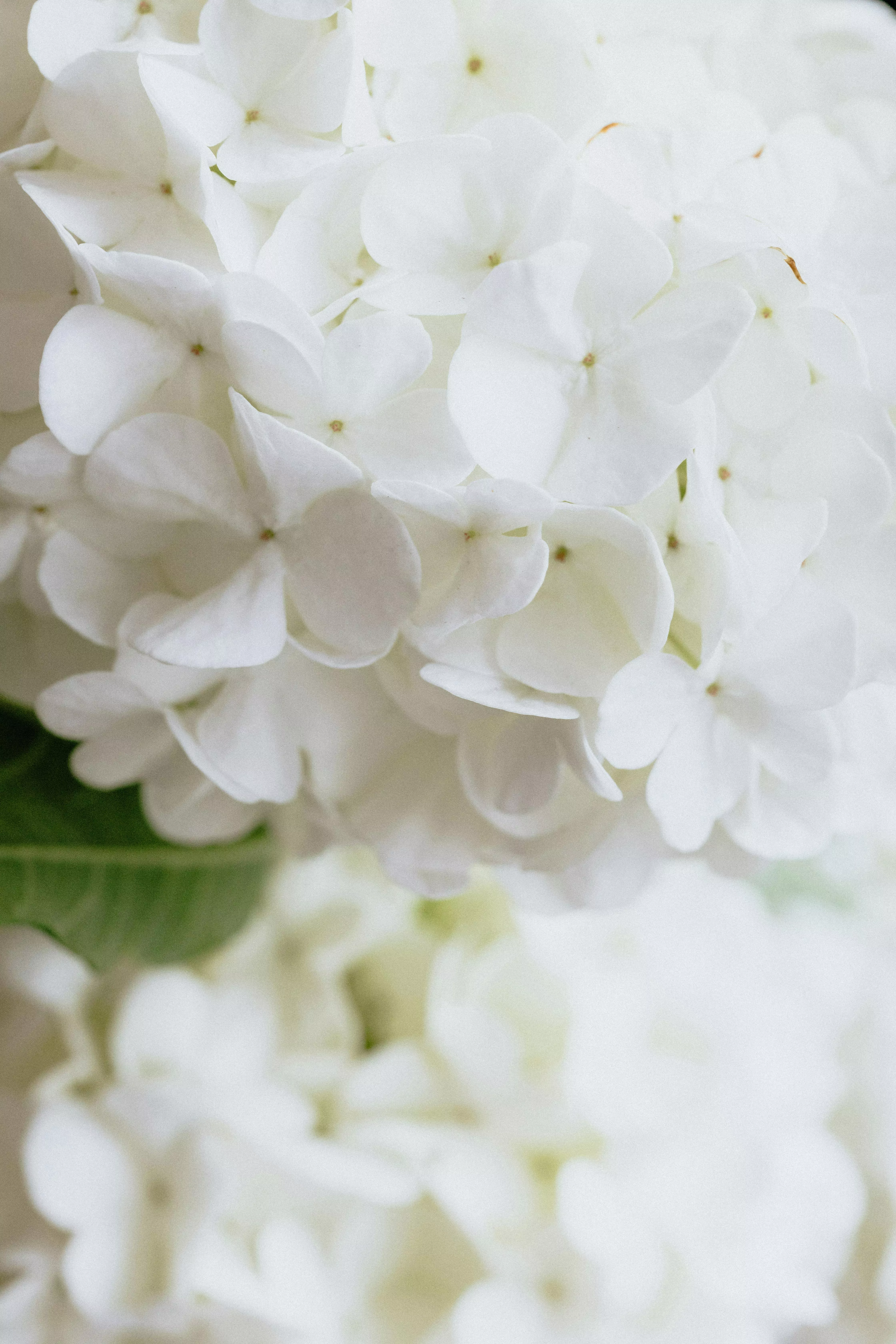 Hydrangea Photo, Download The BEST