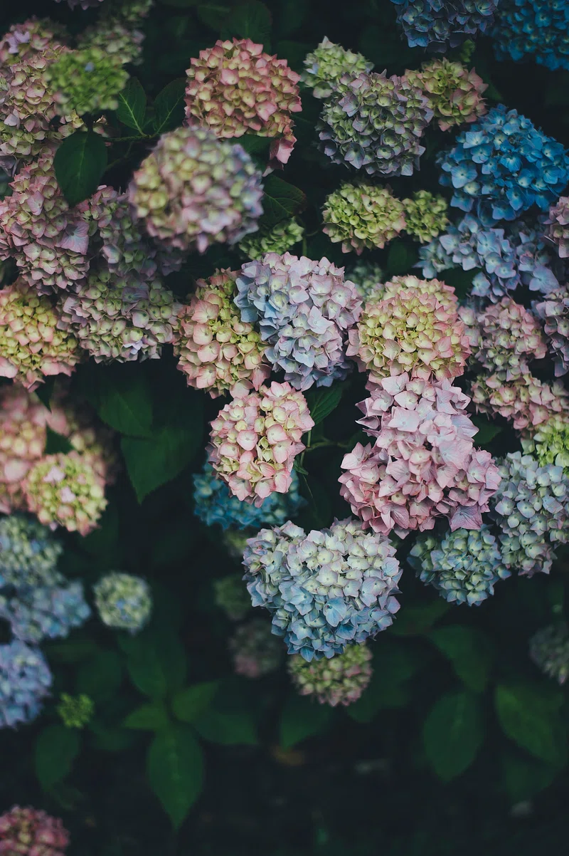 Hydrangea Background Image. Free