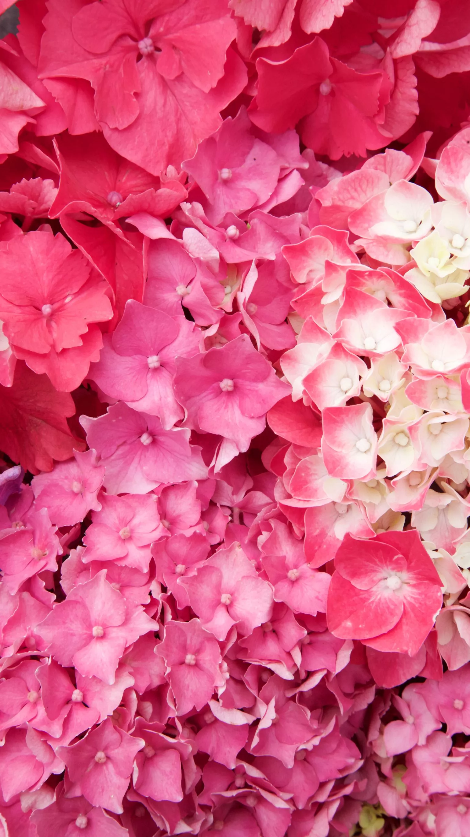 Free Floral Phone Wallpaper • British