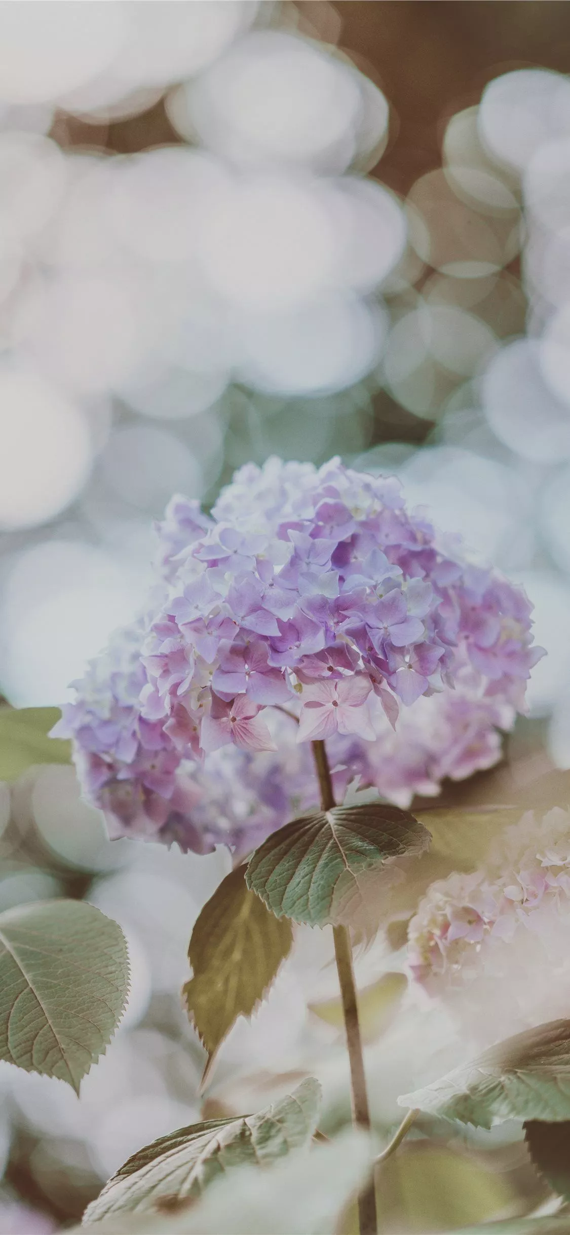 Hydrangea with beautiful bokeh iPhone X