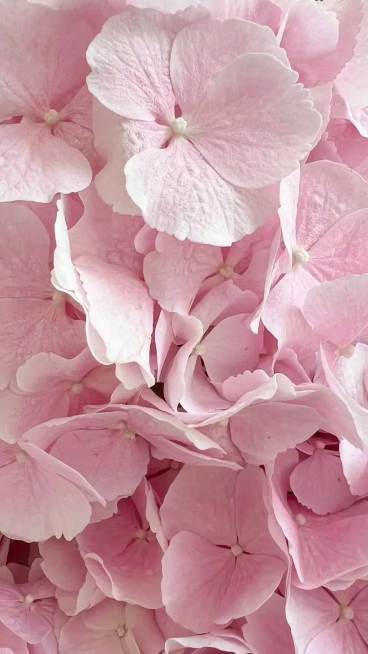 wallpaper, Hydrangea wallpaper, Wallpaper