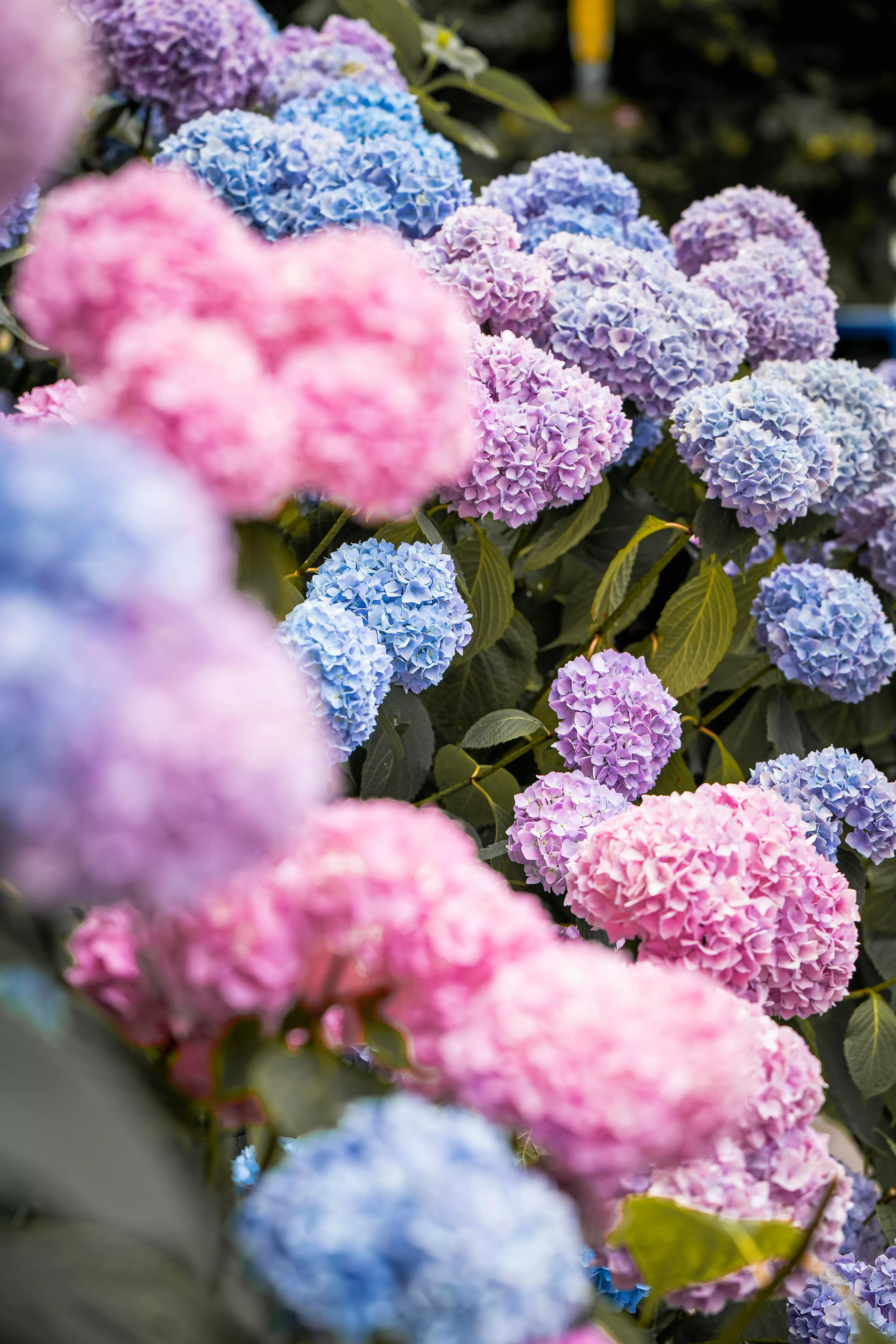 Colorful Flowers of Hydrangea · Free