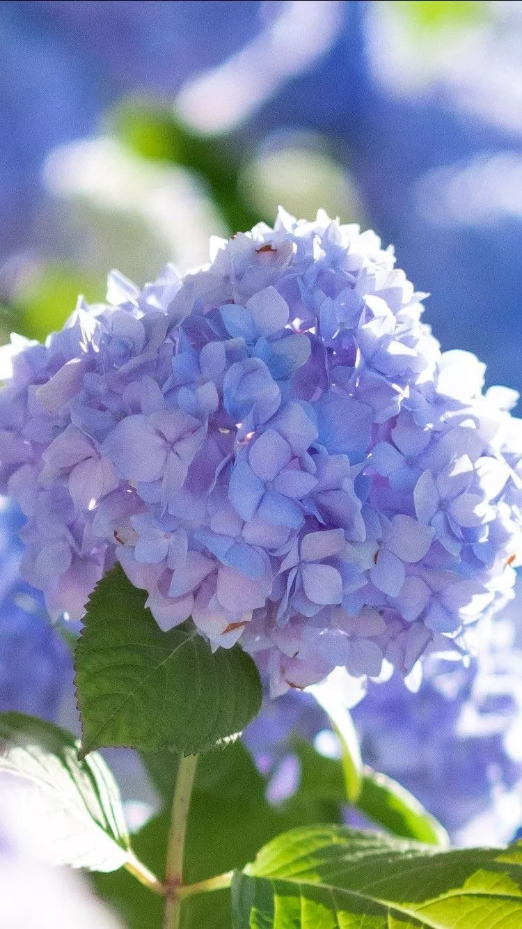 Light Purple Hydrangea Flowers Petals