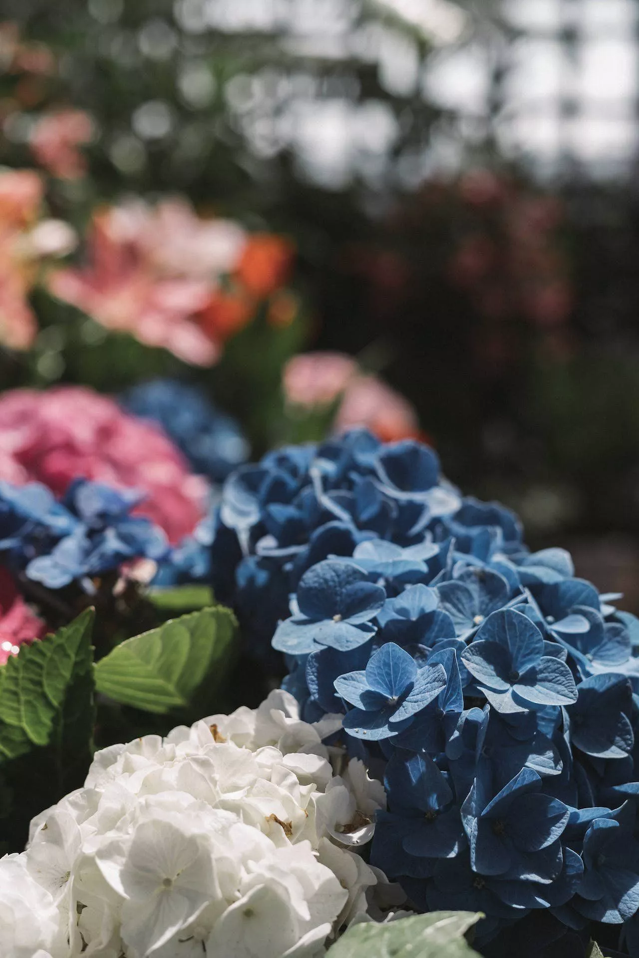 The Ultimate Guide to Hydrangeas