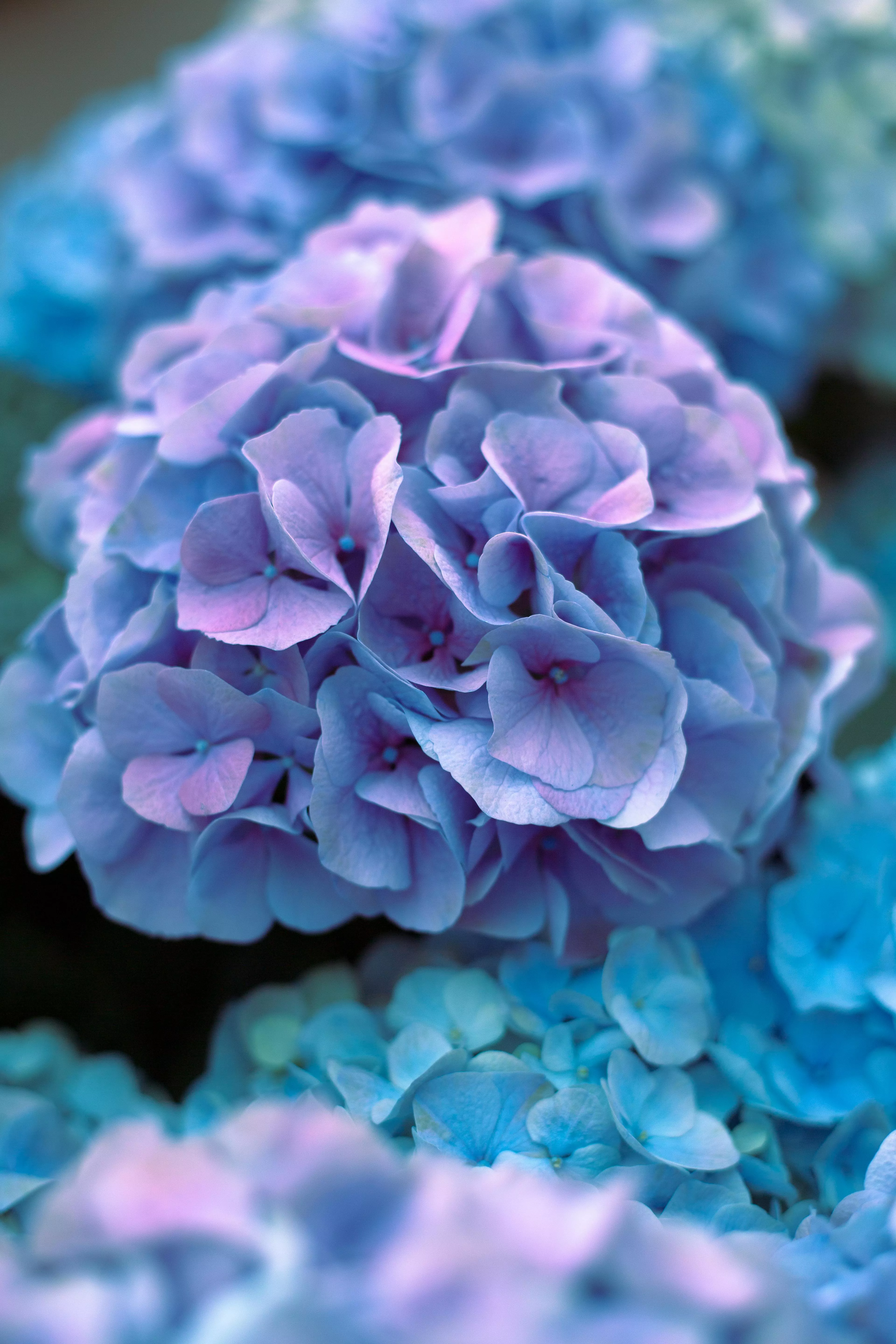 Purple Hydrangea · Free