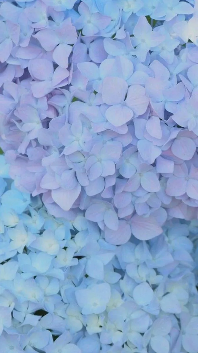 Purple Hydrangea Wallpaper