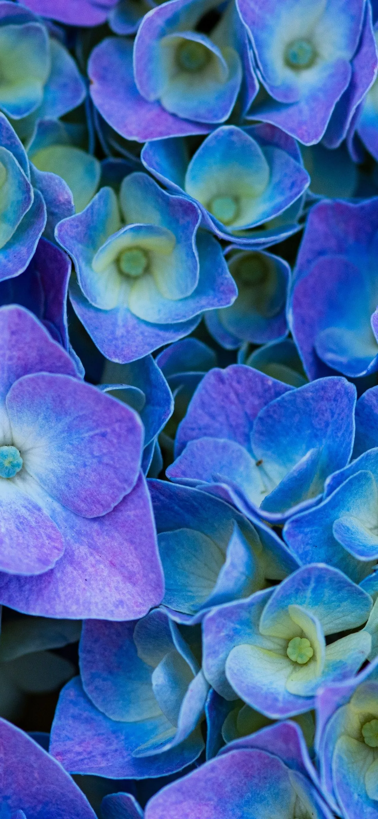 Hydrangea Flowers Blue Flowers Blue