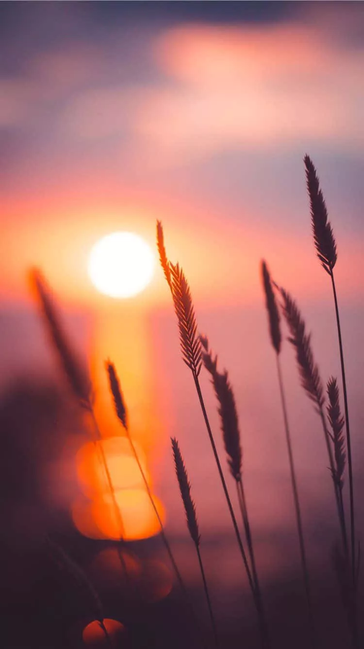 beautiful sunshine. Wallpaper