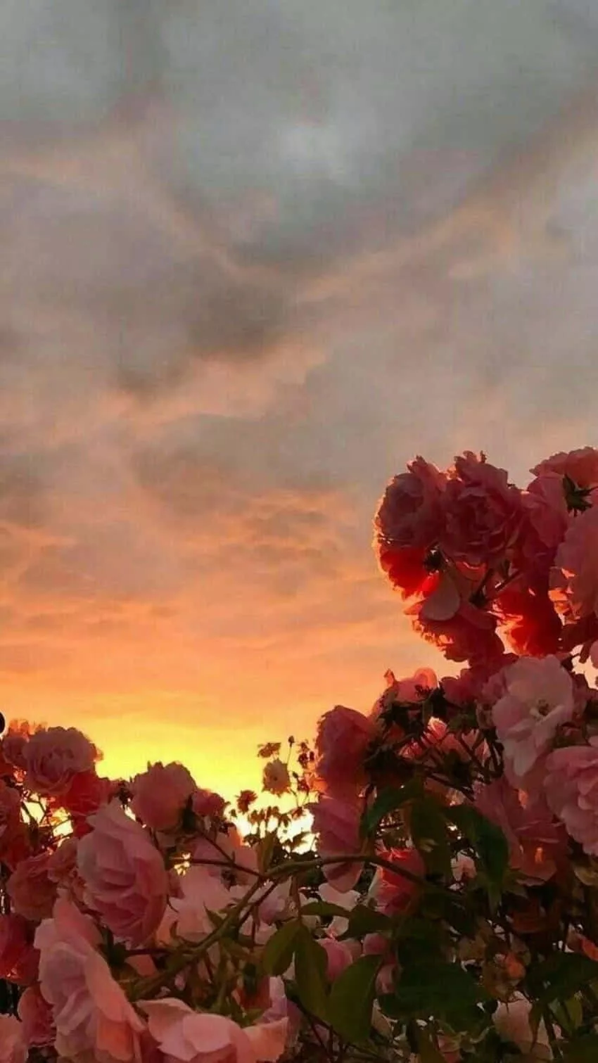 Sunflower Aesthetic iPhone. Wallpaper