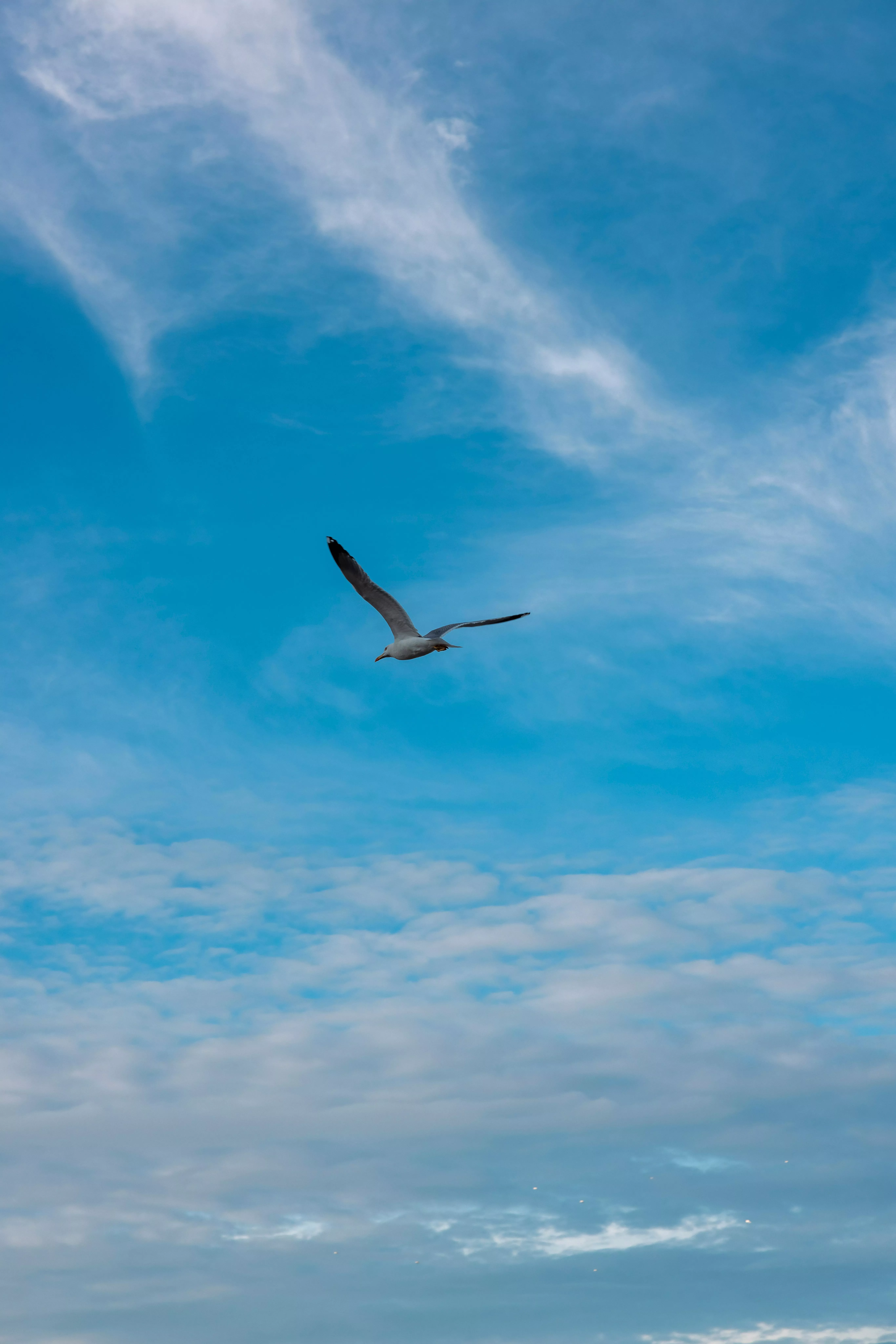 Bird Flying in the Sky · Free