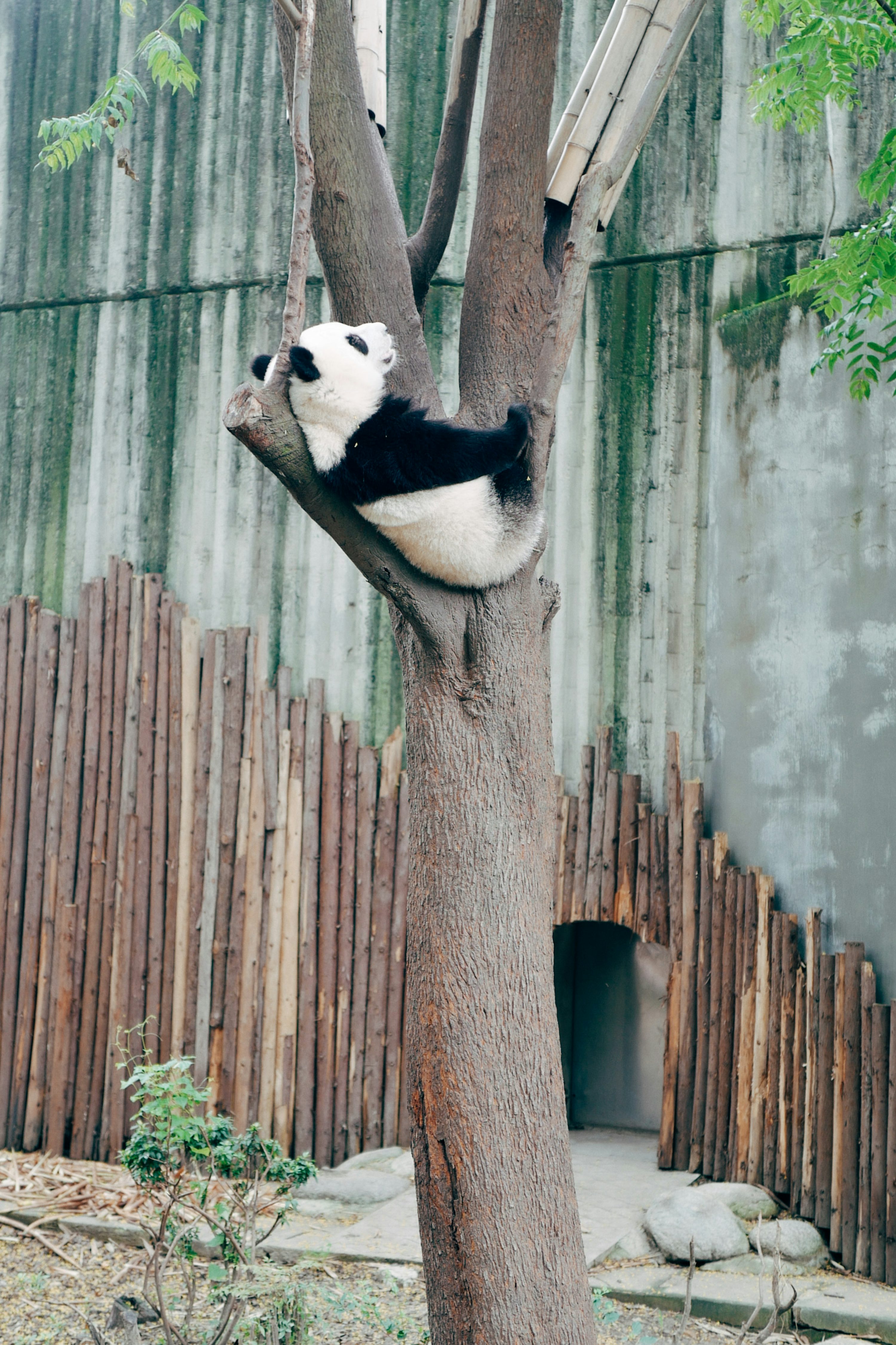 Panda bear on tree trunk photo