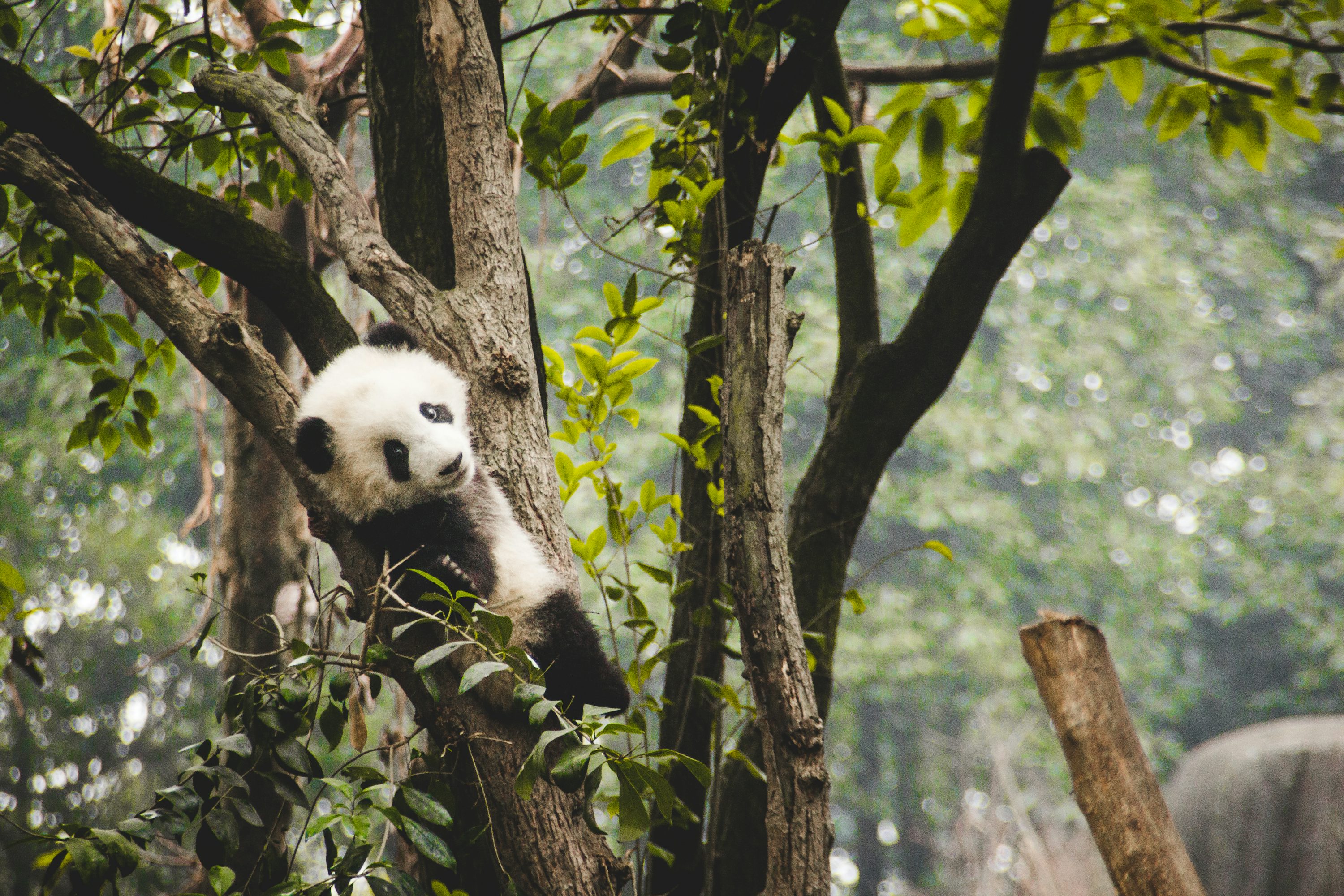 Panda on tree photo