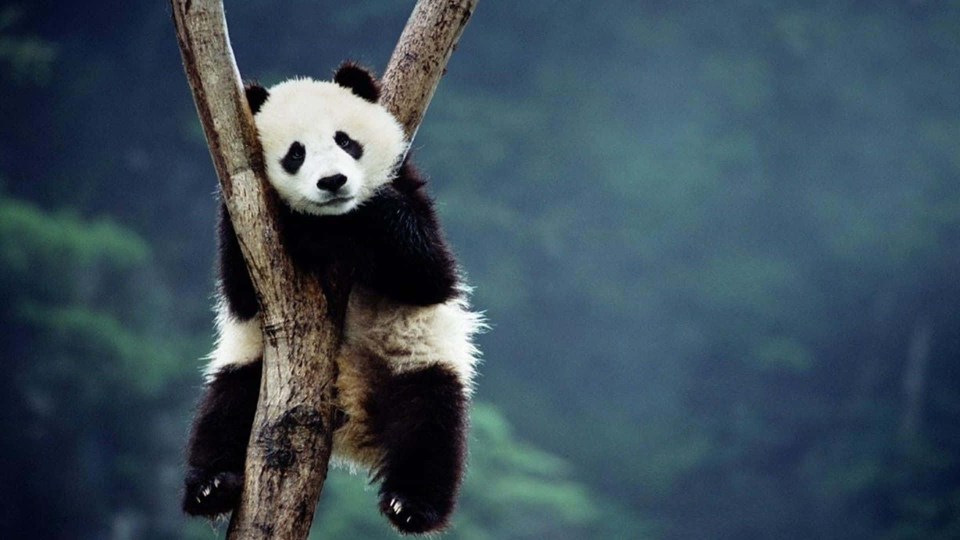 Giant Panda Background