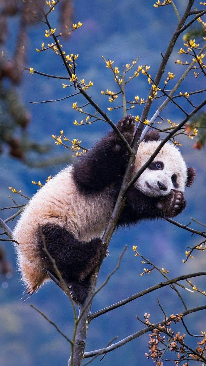 Panda In Tree Wallpapers - Wallpaper Cave