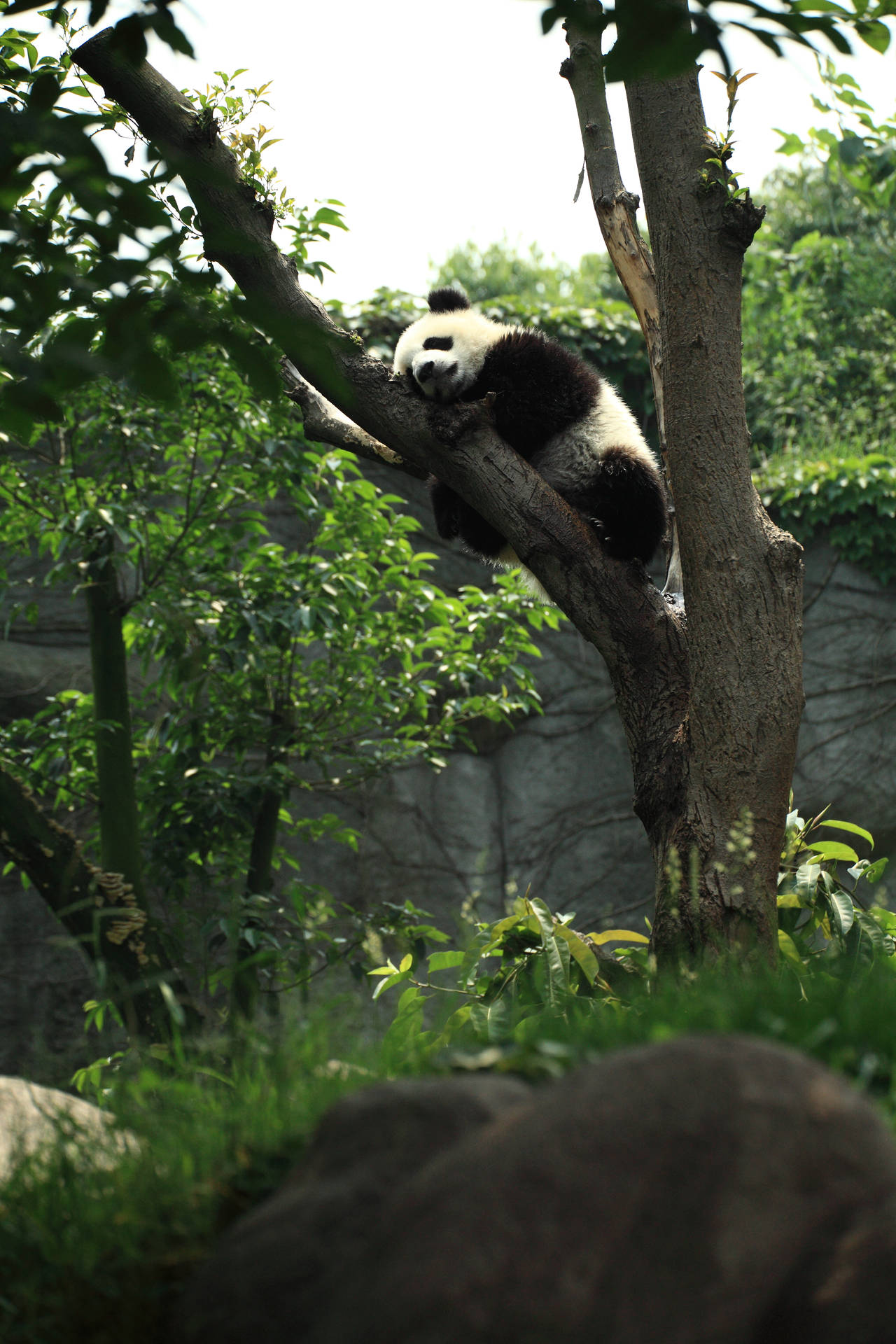 Panda In Tree Wallpapers - Wallpaper Cave