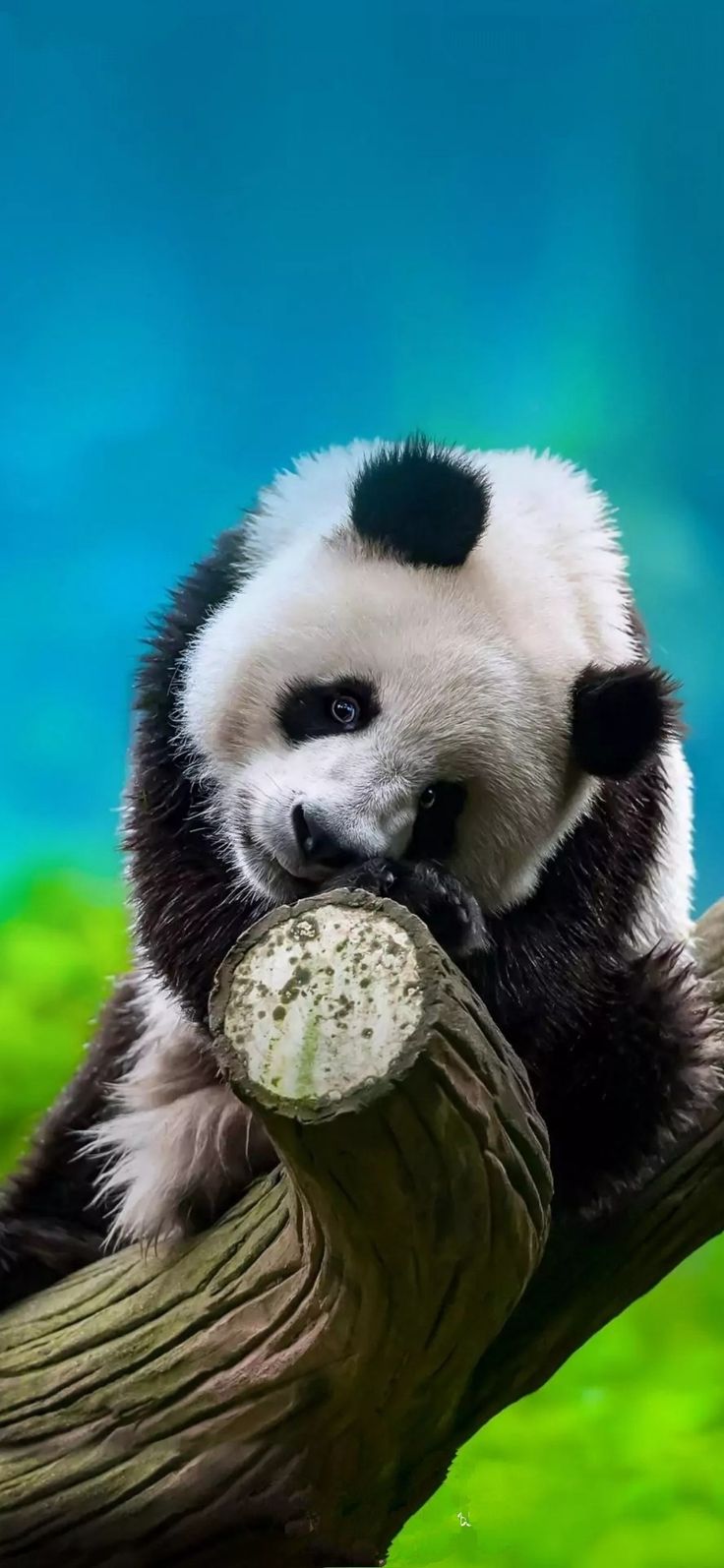 Adorable Panda Bear Sitting on a Tree