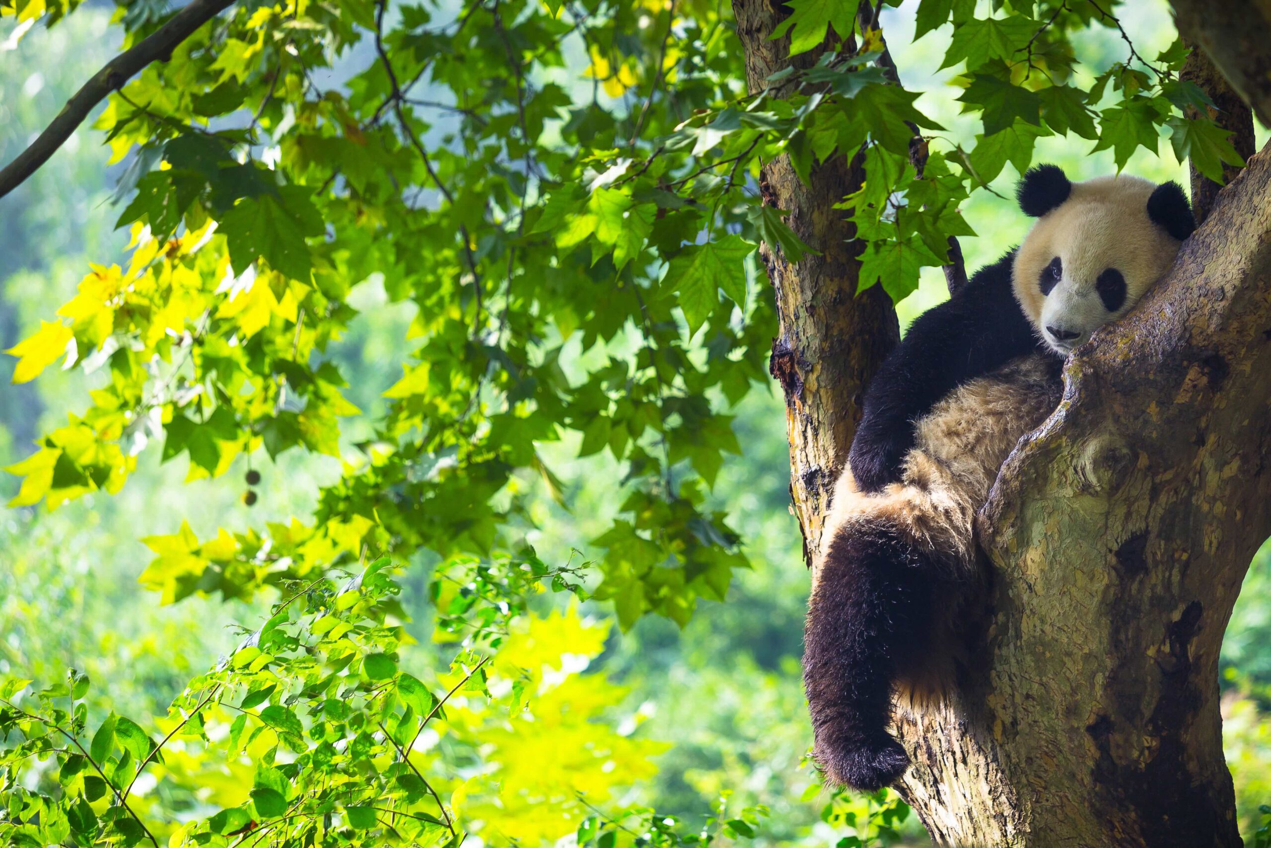 utterly gorgeous photo of giant pandas