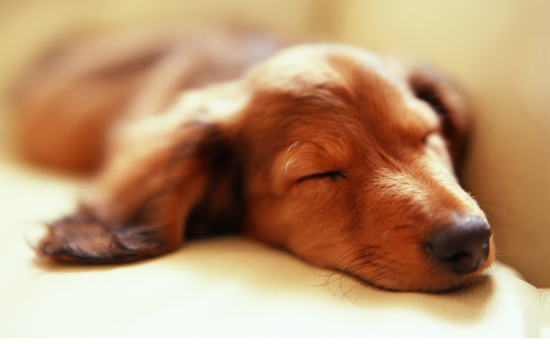 Cozy Dreams: Adorable Dog HD Wallpaper