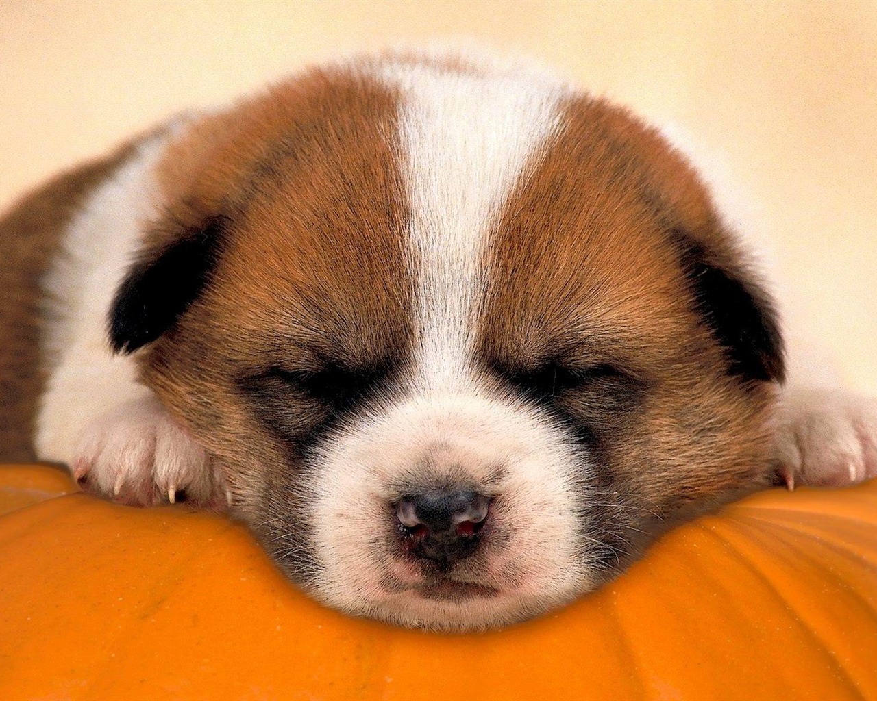 Pumpkin Dreams Dog Photo Wallpaper