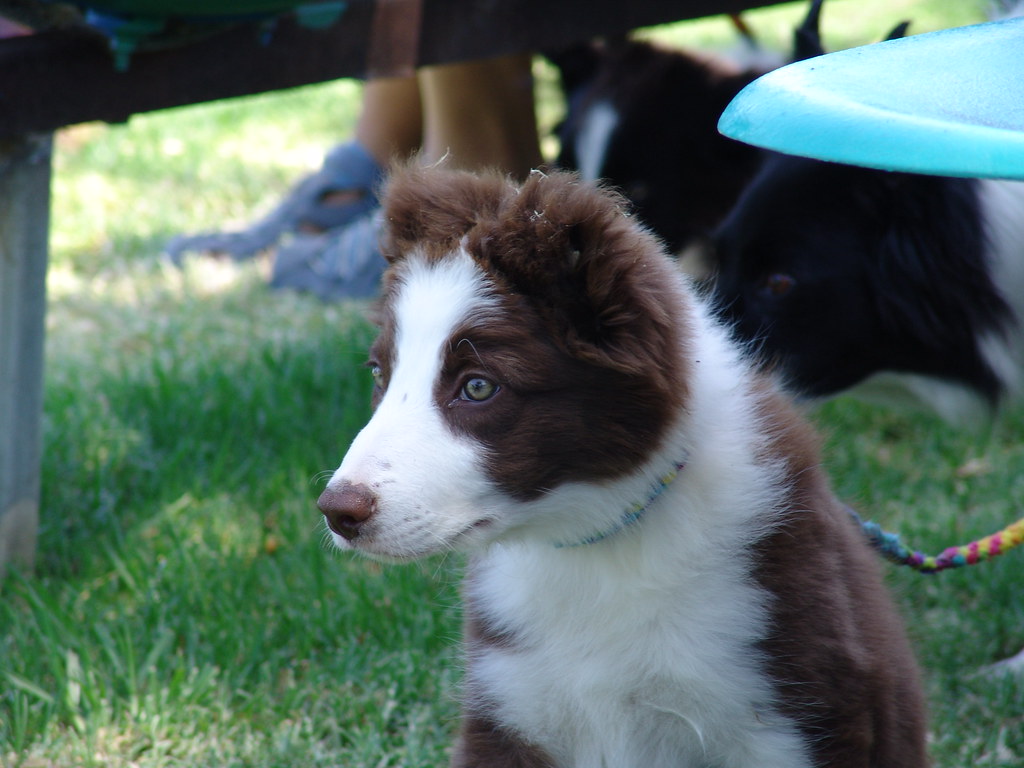 My Dream Dog. The Make A Wish