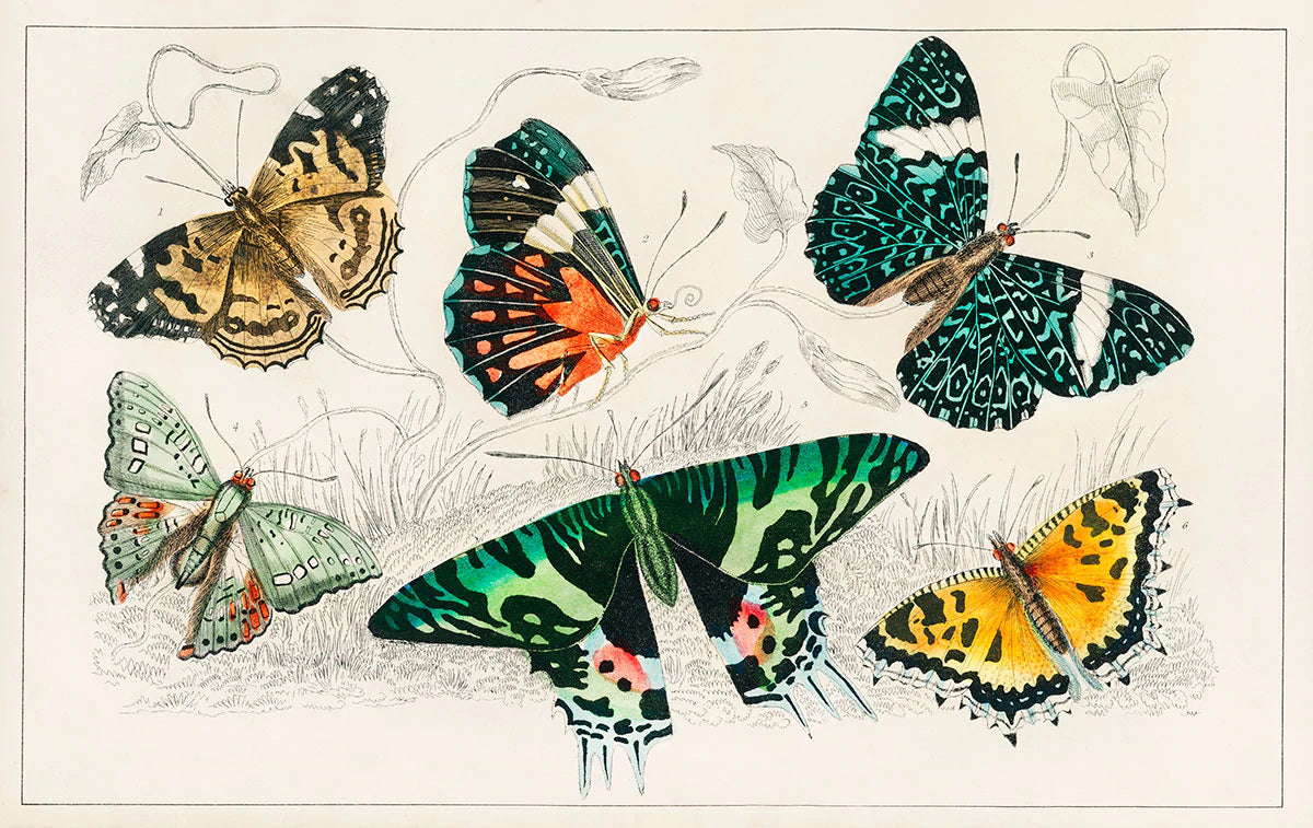 Vintage Botanical Butterfly